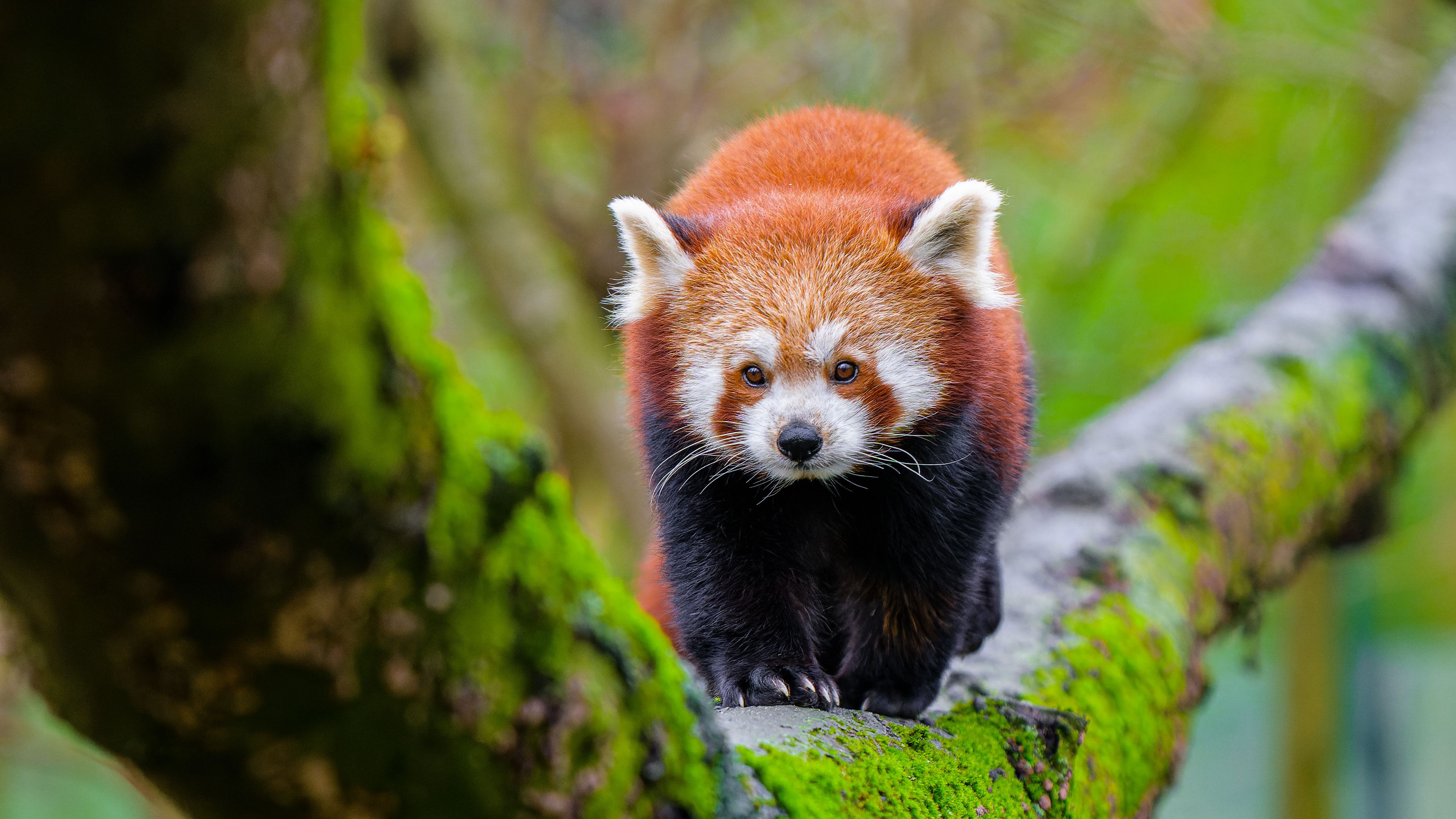 Download wallpaper 3840x2160 red panda, tree, moss, wildlife 4k uhd 16:9 HD background