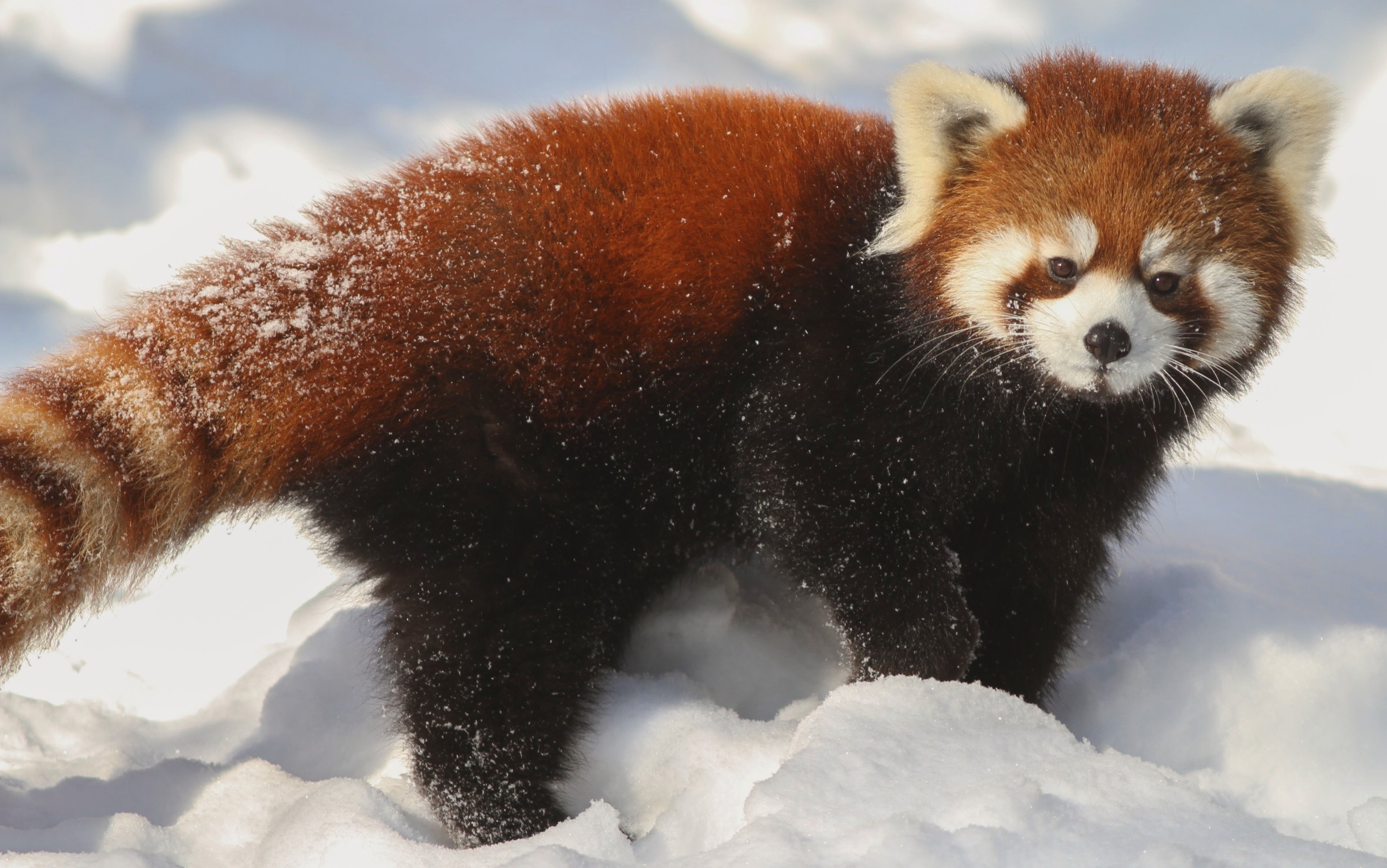 Red Panda Wallpaper HD