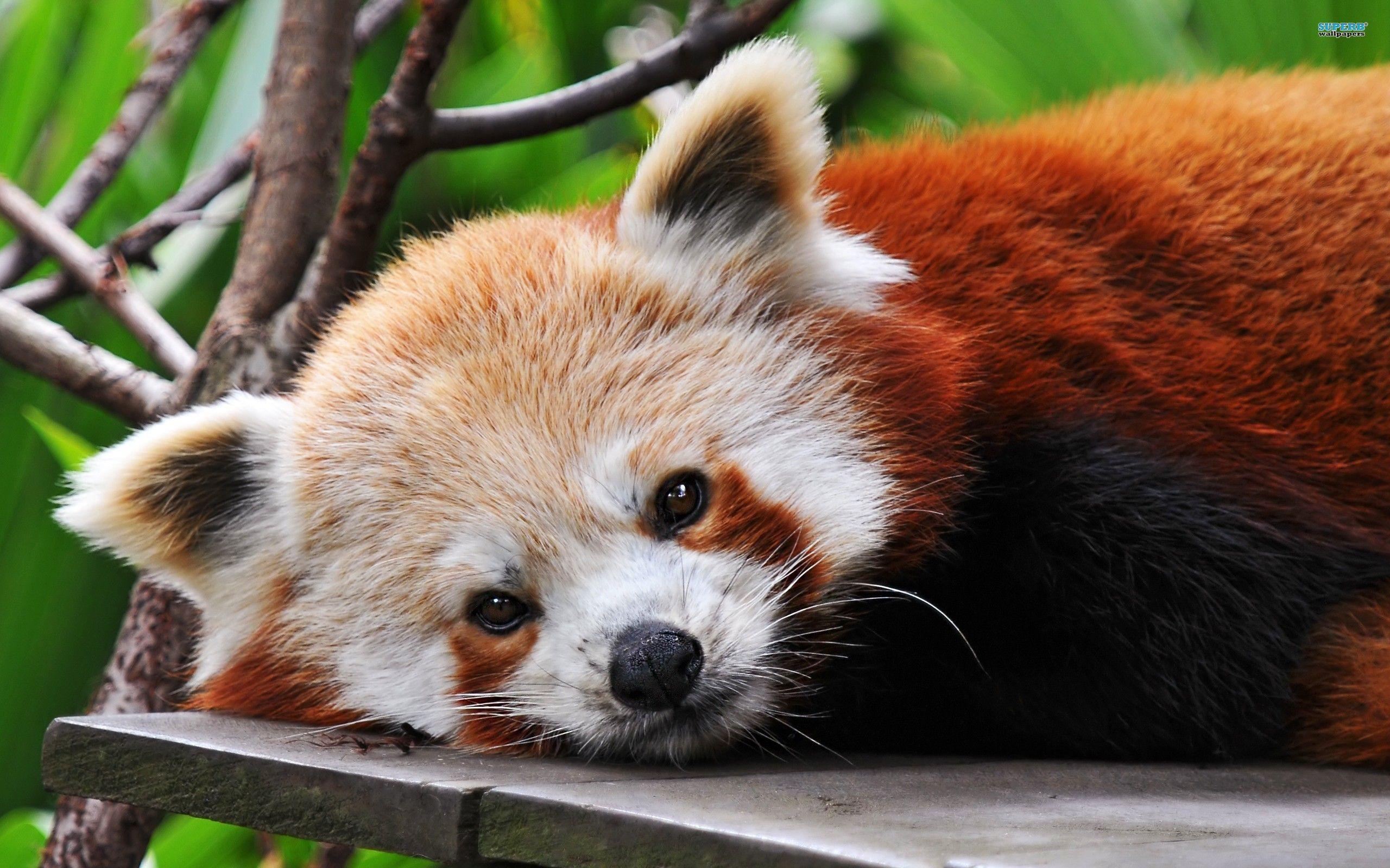 Free download Red Panda Background [2560x1600] for your Desktop, Mobile & Tablet. Explore Red Panda Wallpaper. Red Panda Background, Red Panda Wallpaper, Panda Wallpaper