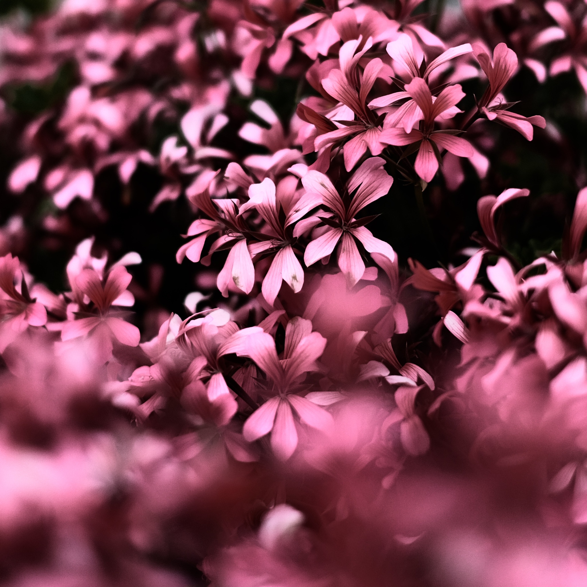 Wallpaper 4k Pink Flowers Ultra HD Blur 4k Wallpaper
