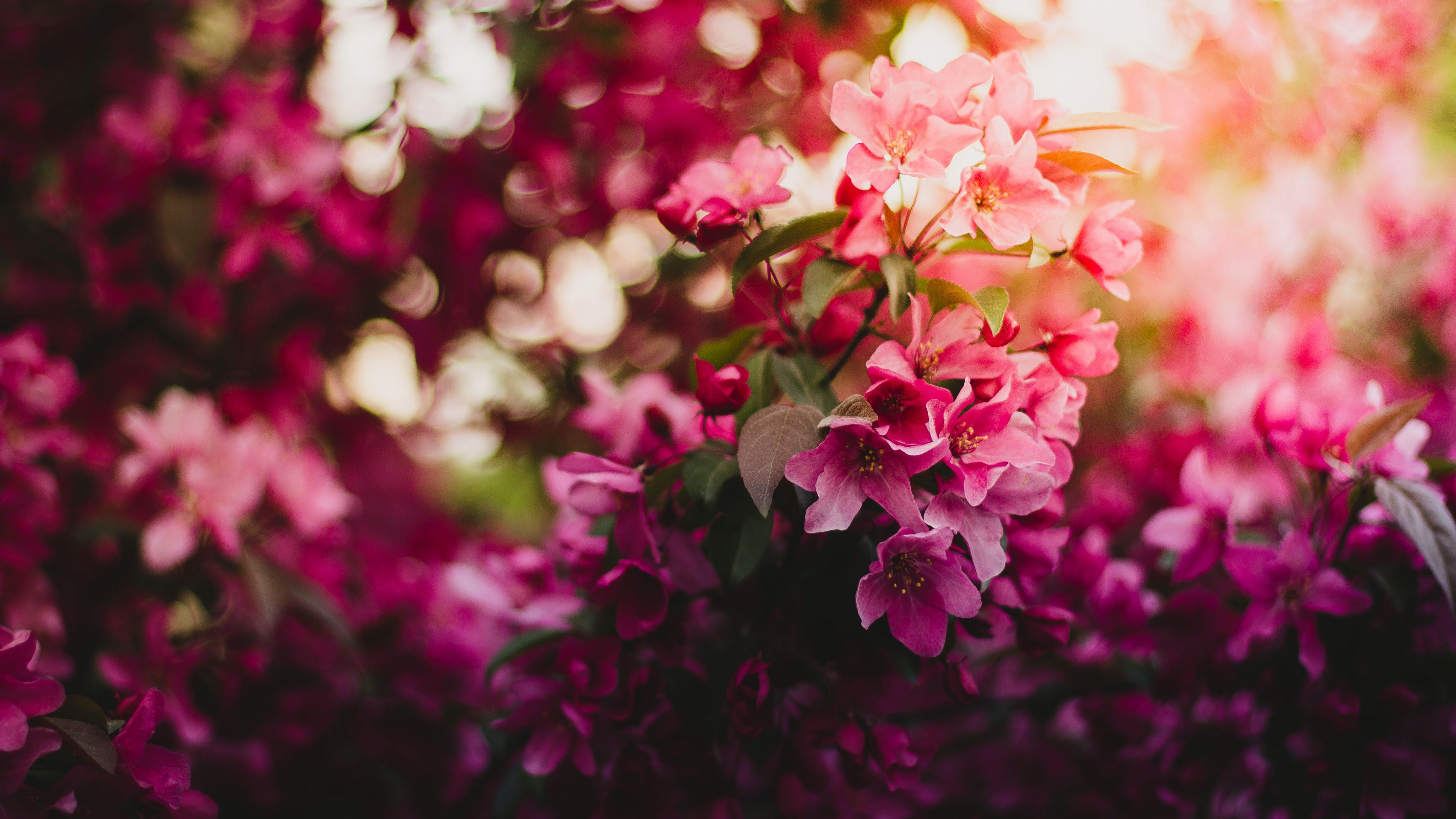 Pink flowers Wallpaper 4K, Purple, Bokeh, Blossom, Floral