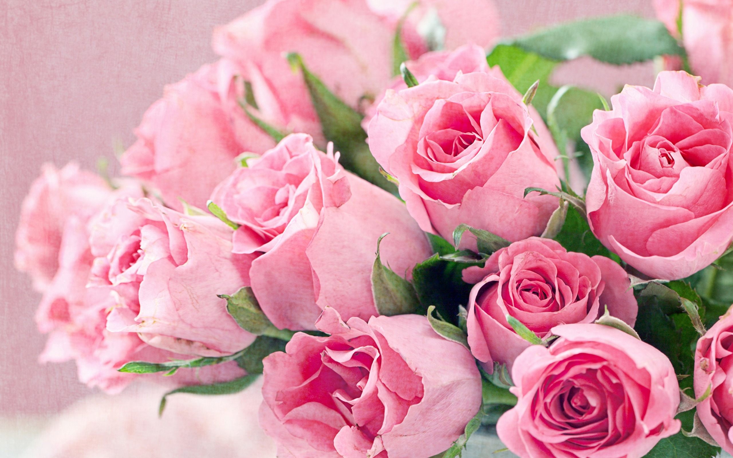 Free download Fresh Roses Pink Flowers Wllpaper HD Download For Desktop [2560x1600] for your Desktop, Mobile & Tablet. Explore Pink Flower Wallpaper. Pink Flower White Background, Flower Pink Wallpaper