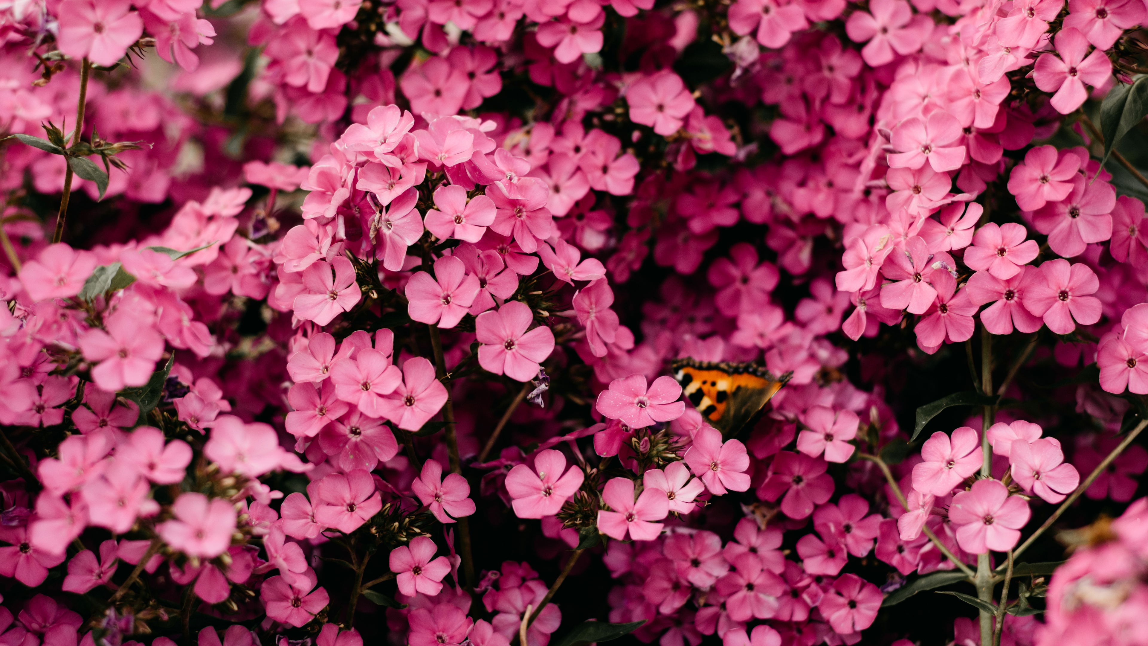 Pink flowers Wallpaper 4K, Closeup, Floral Background