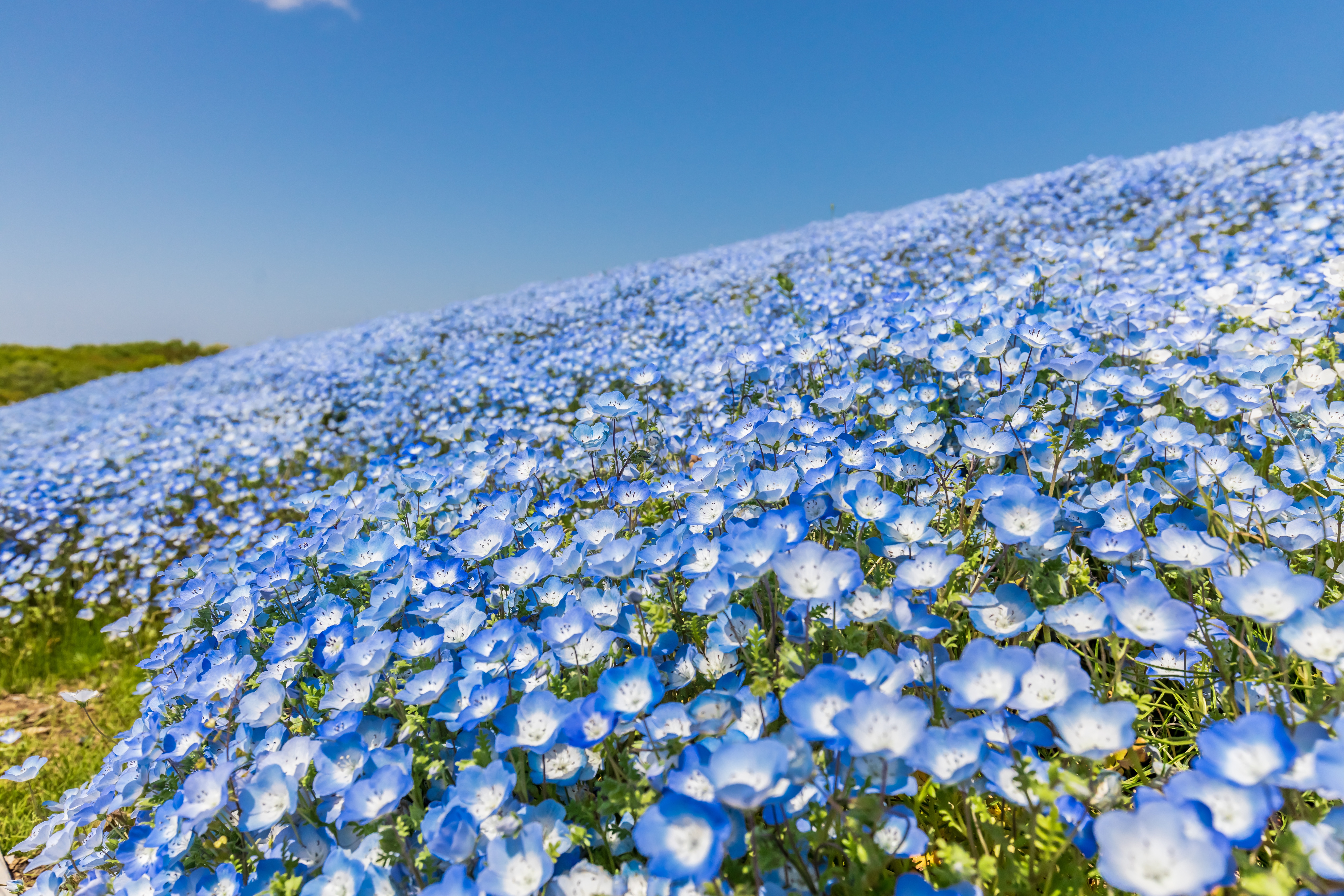 Download Blue Flower Nature Flower 4k