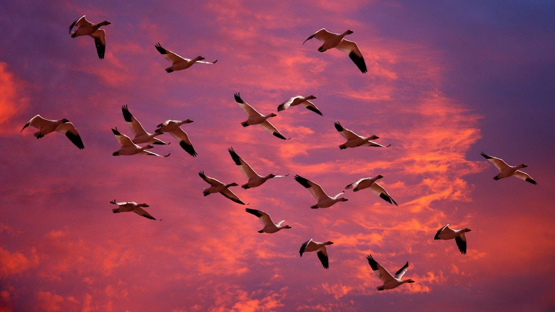 Birds Flying Wallpaper