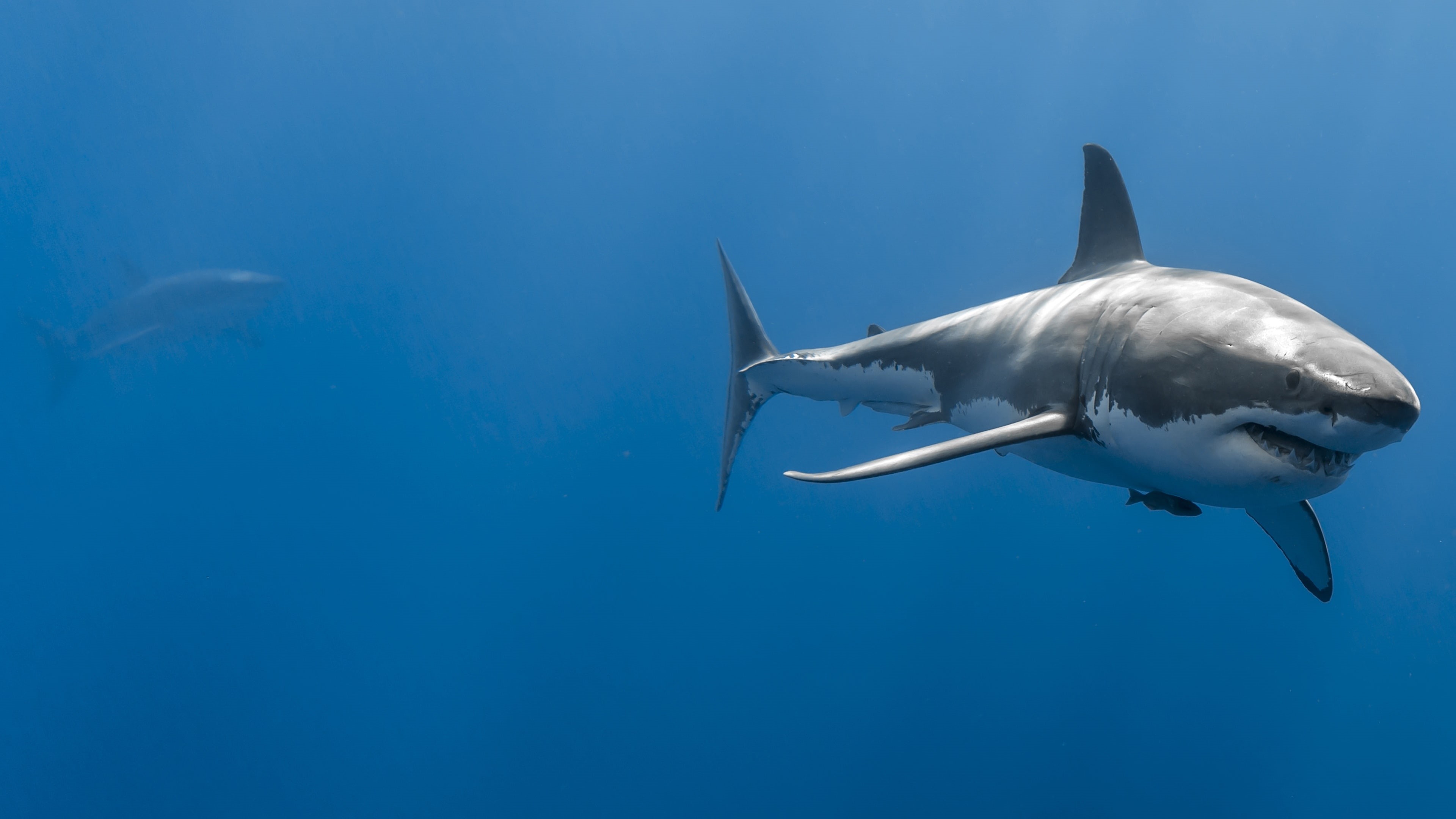 Wallpaper / marine biology, underwater, shark, 4K, great white shark, fish, water free download