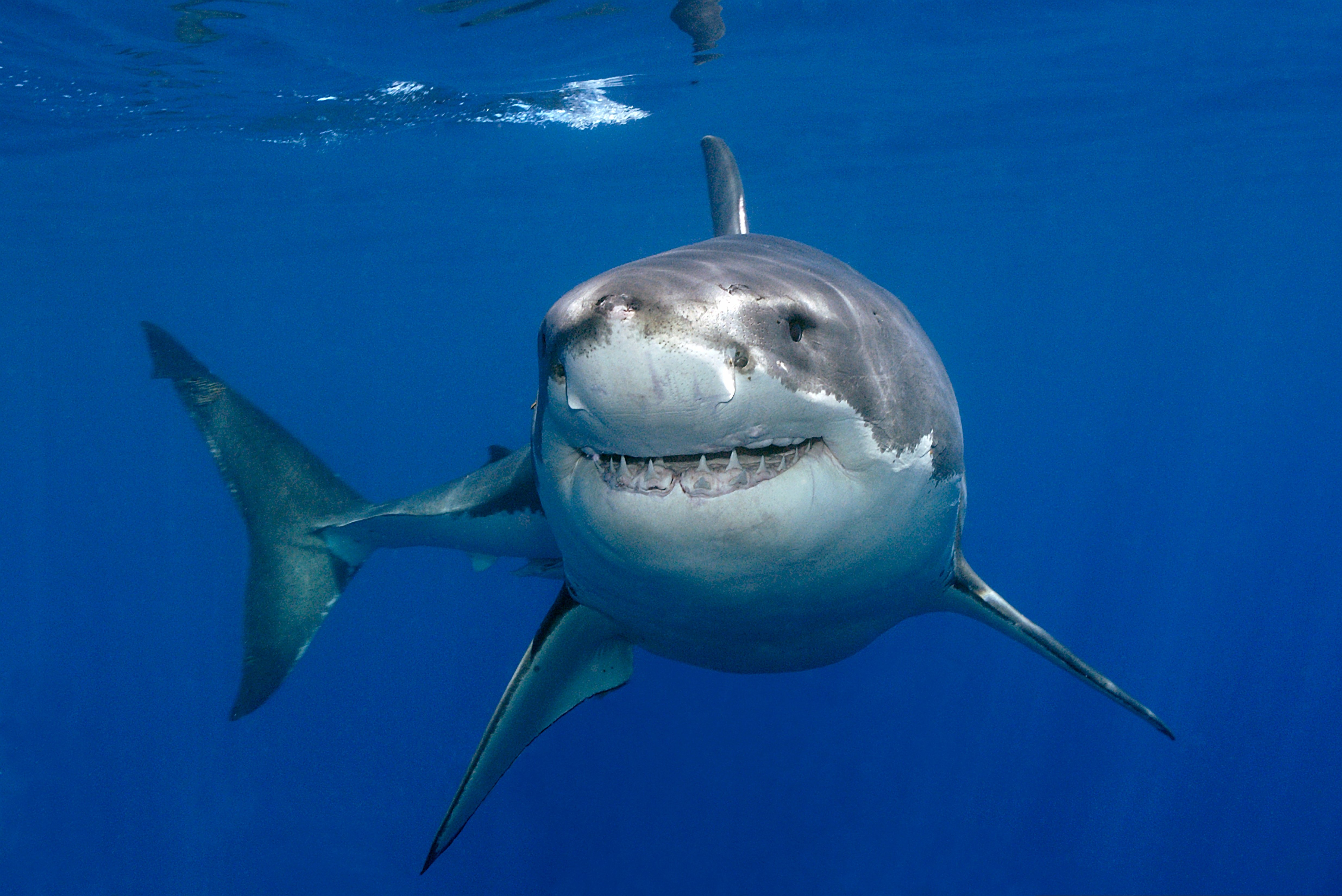 Great White Shark Underwater Ultra