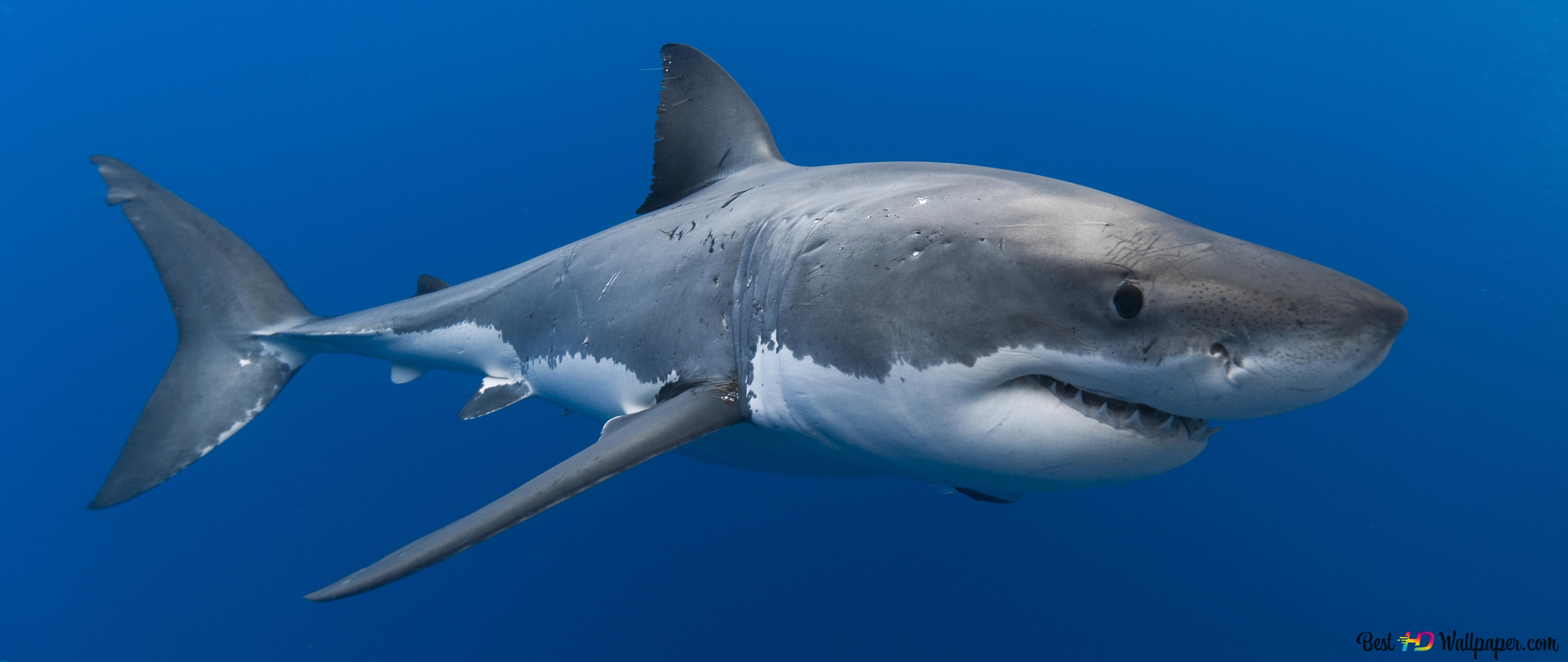 White Shark 4K wallpaper download