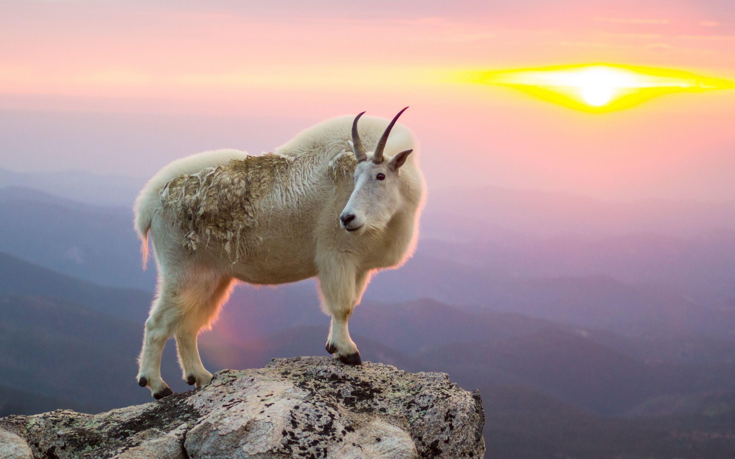 Mountain Goat Wallpaper