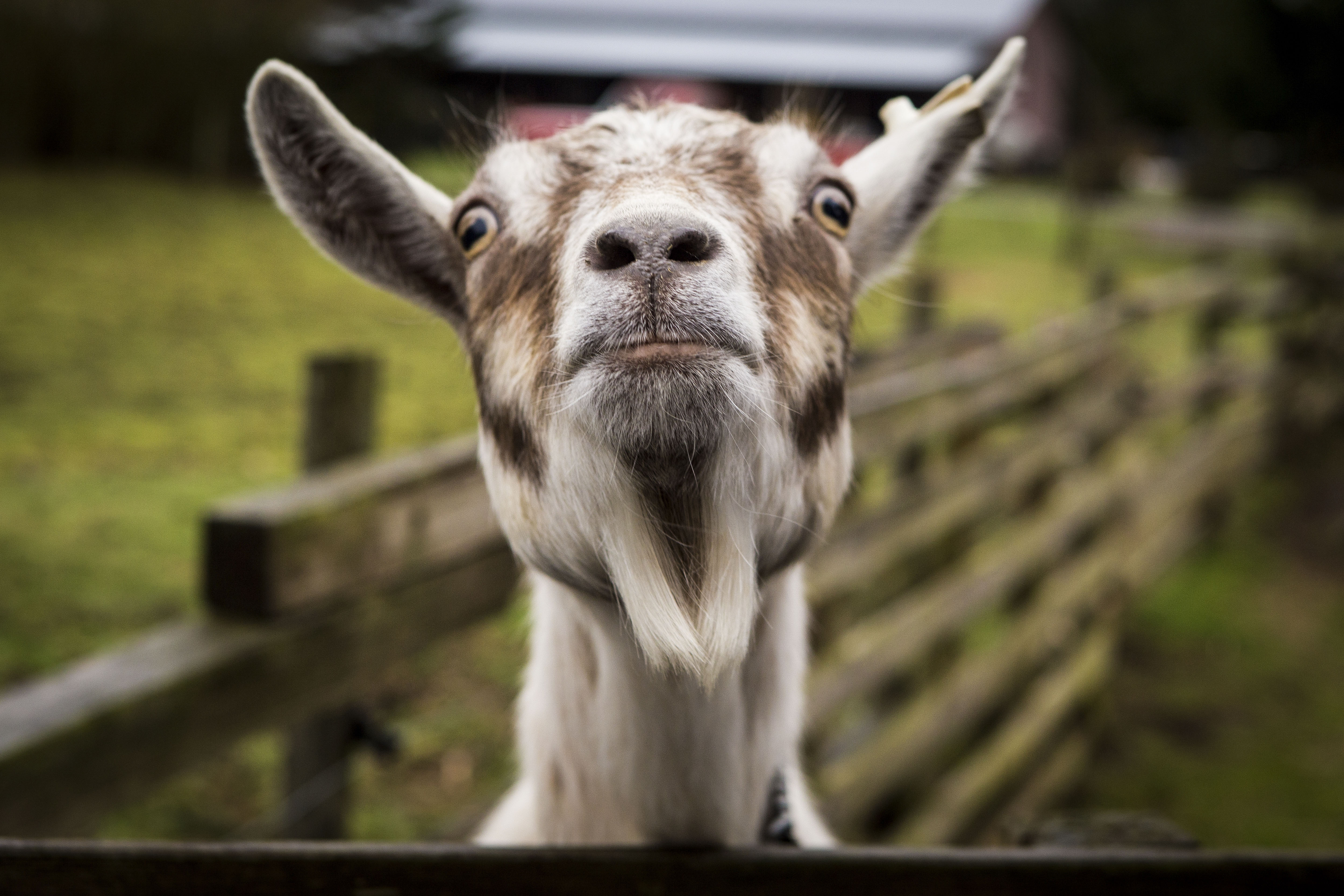 Download Goat wallpaper for mobile phone, free Goat HD picture