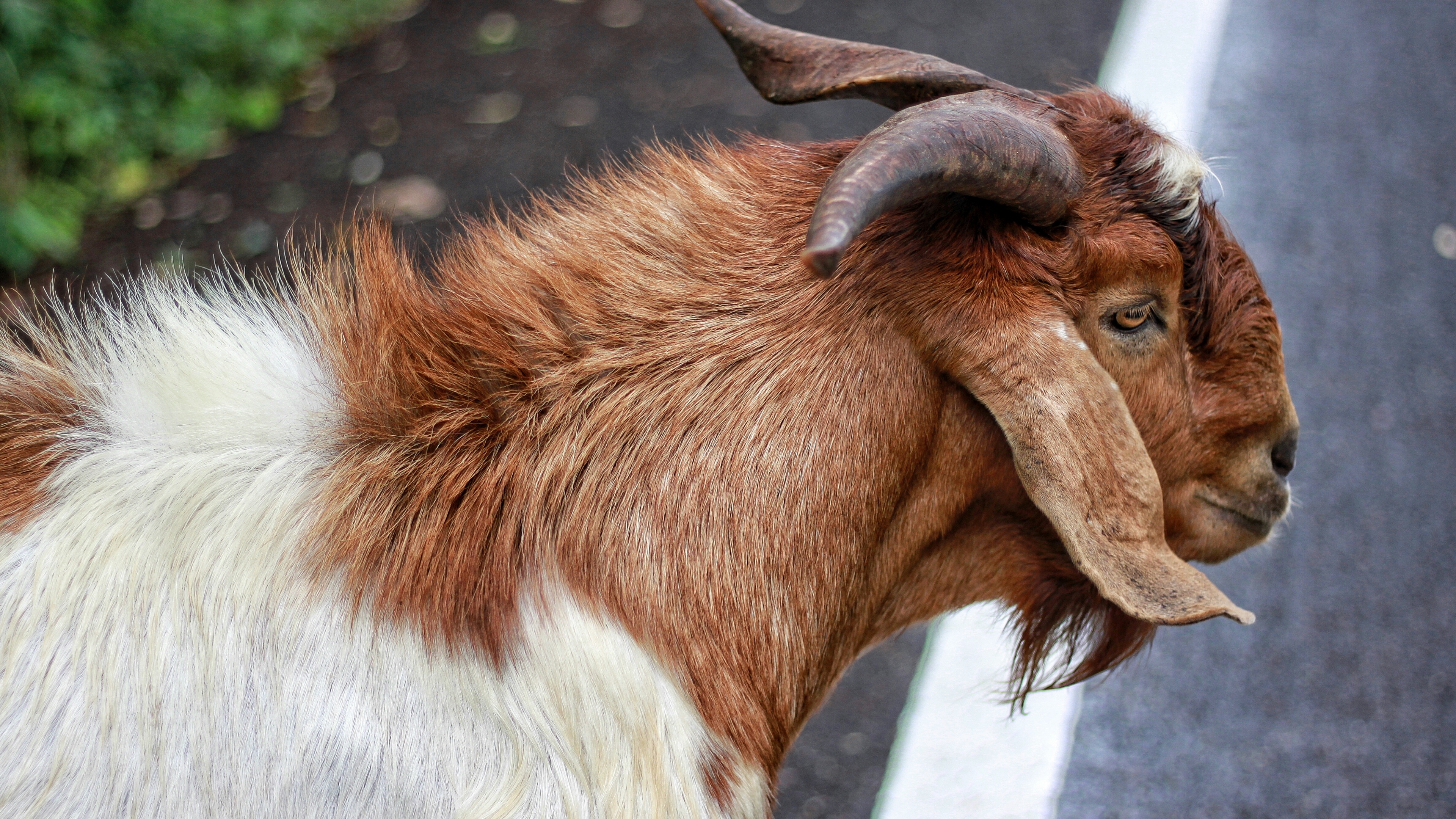 Wallpaper 4k goat, wool, animal, horns 4k Wallpaper