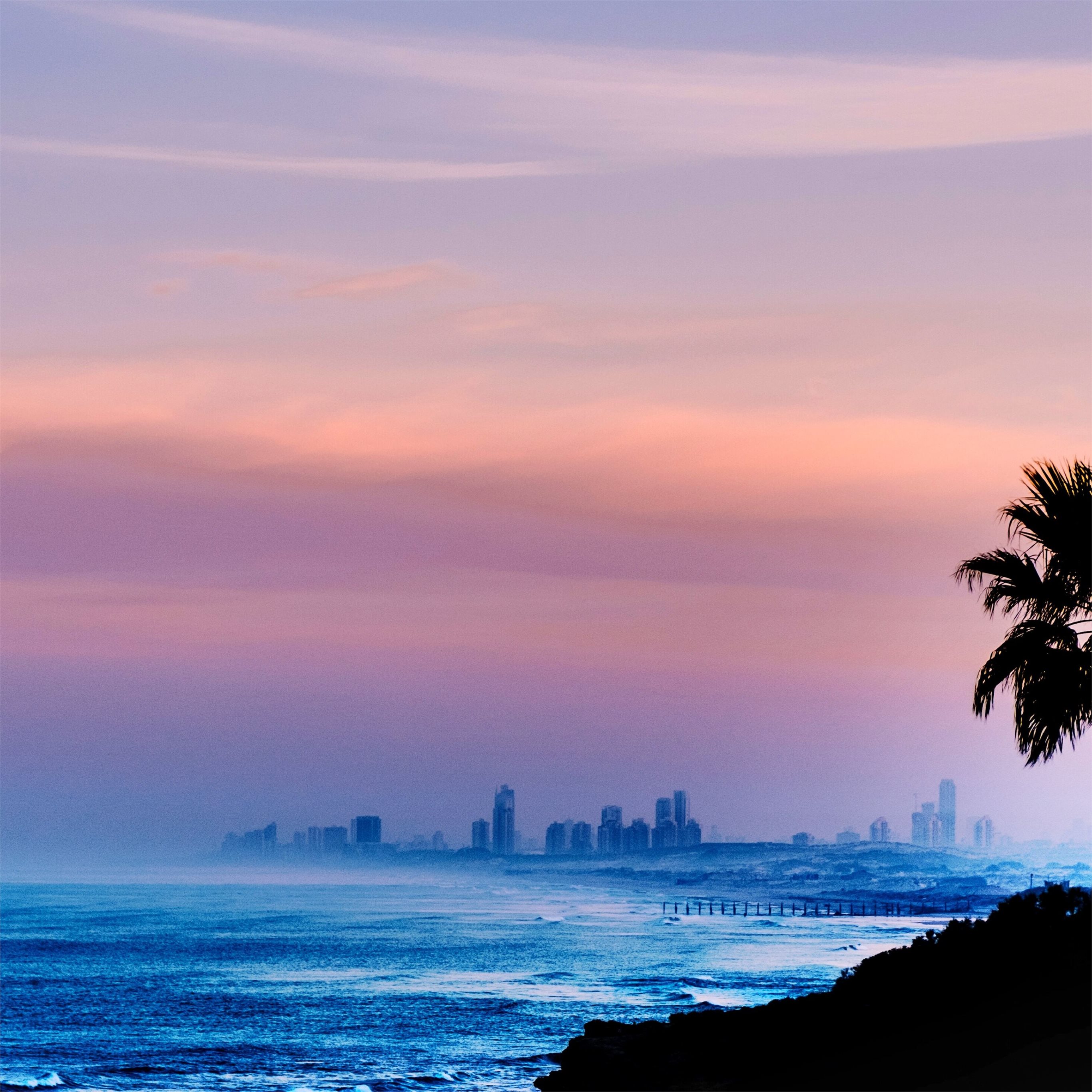 palm tree outdoors 4k iPad Wallpaper Free Download