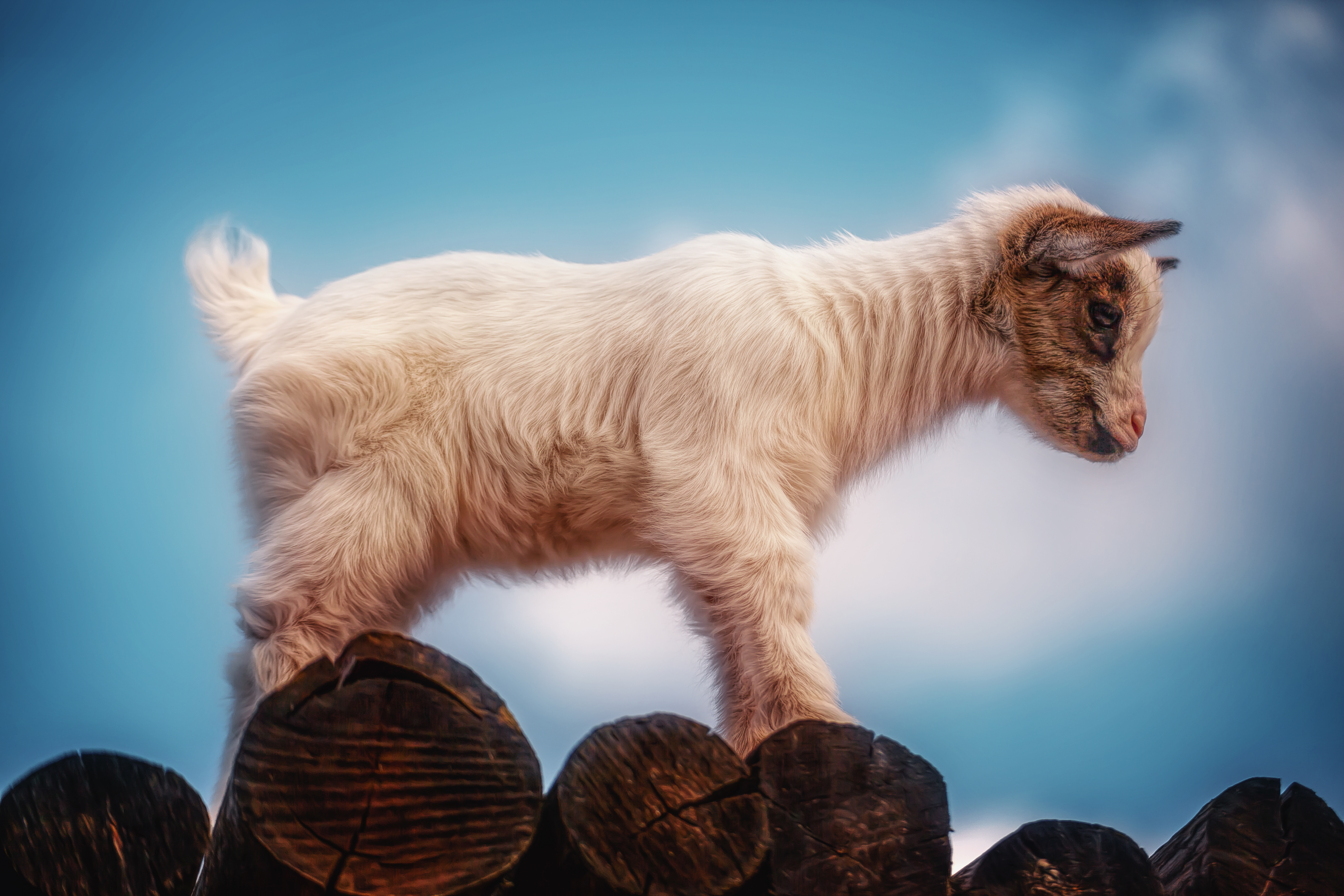 4K Goat Wallpaper and Background Image