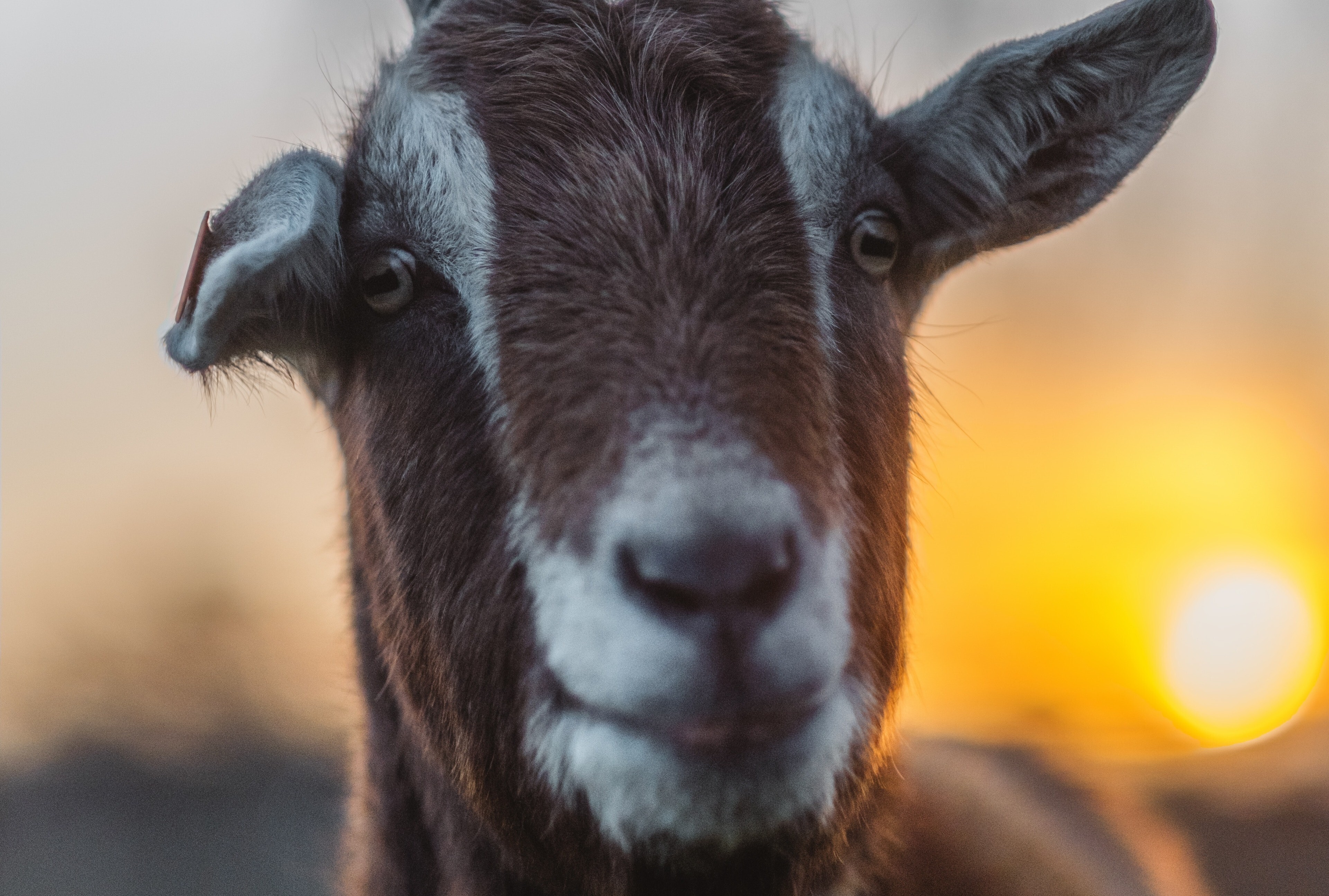 Animal Goat 4K Wallpaper