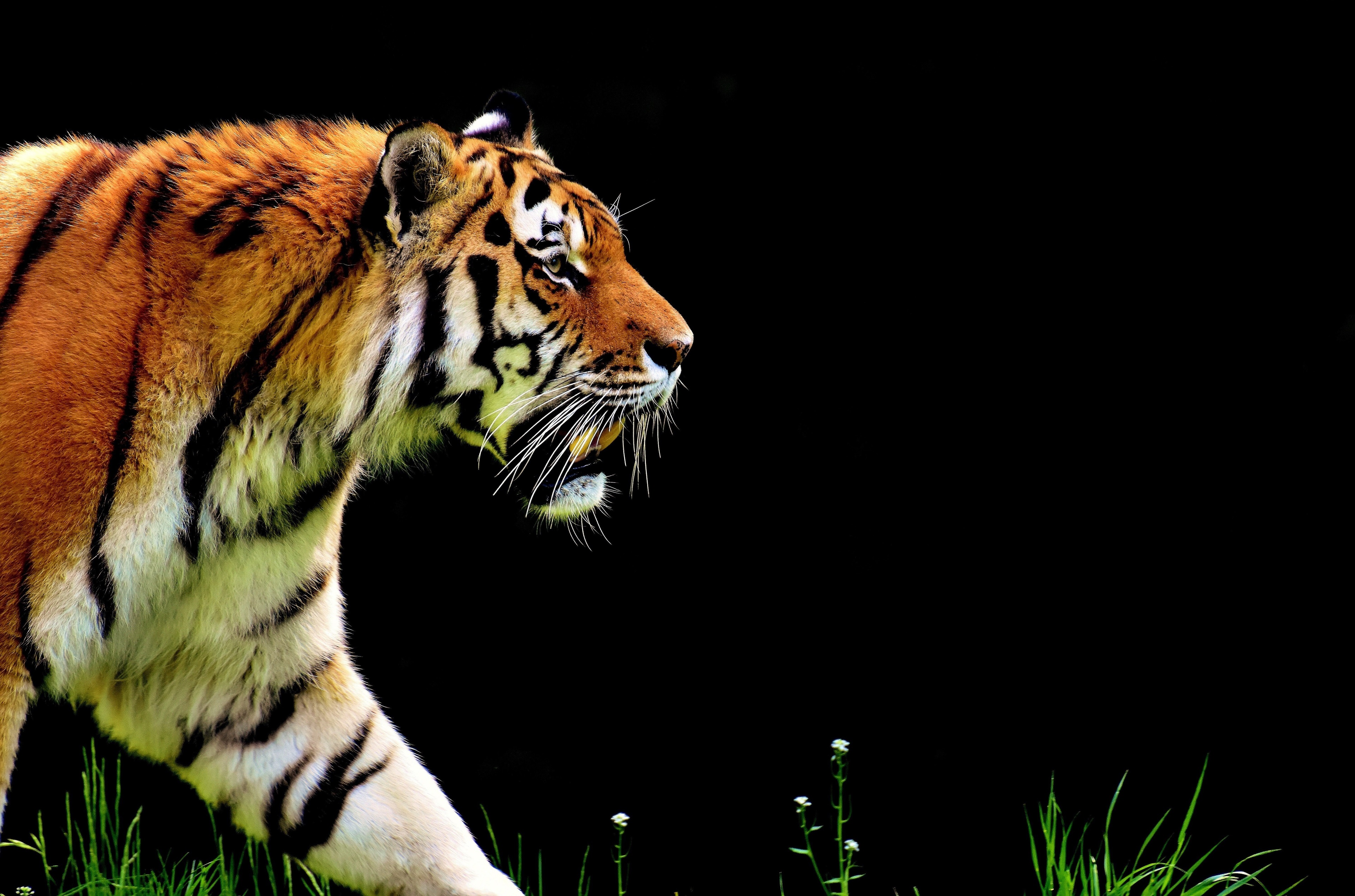 3840x2541 tiger 4k free desktop Gallery HD Wallpaper