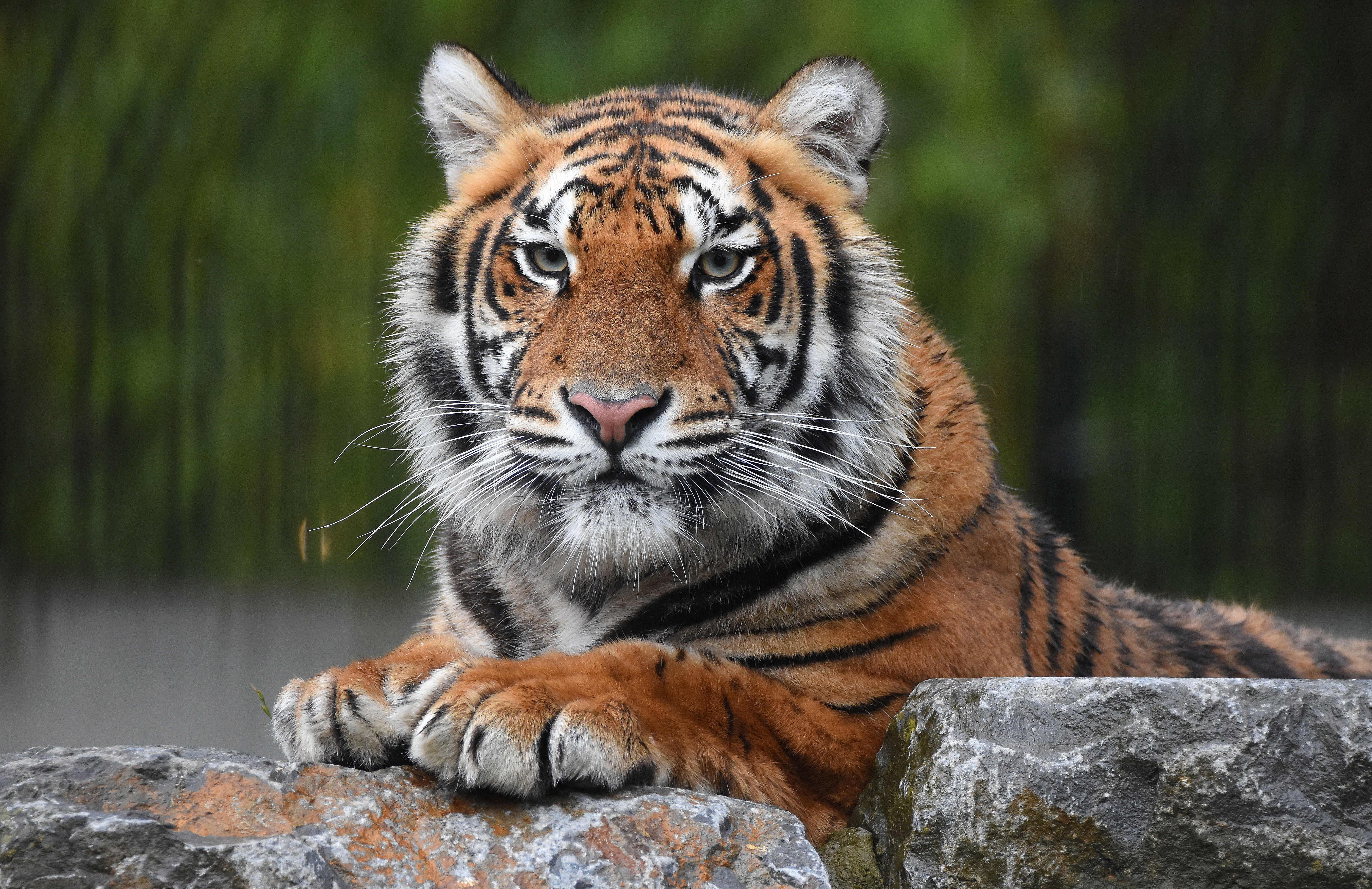 Download Animal Tiger 4k Ultra HD Wallpaper