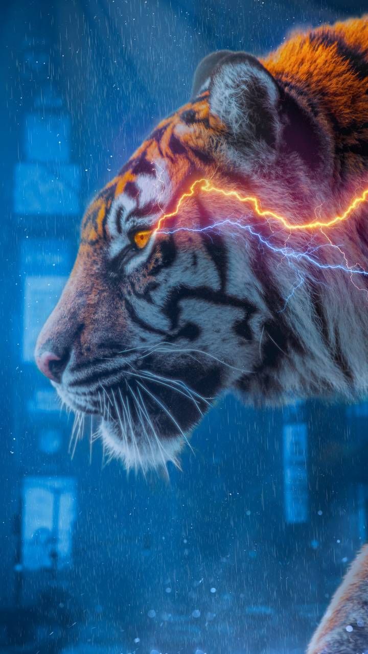 Tiger wallpaper wallpaper by jnvrps. Tiger wallpaper, Tiger, Wallpaper