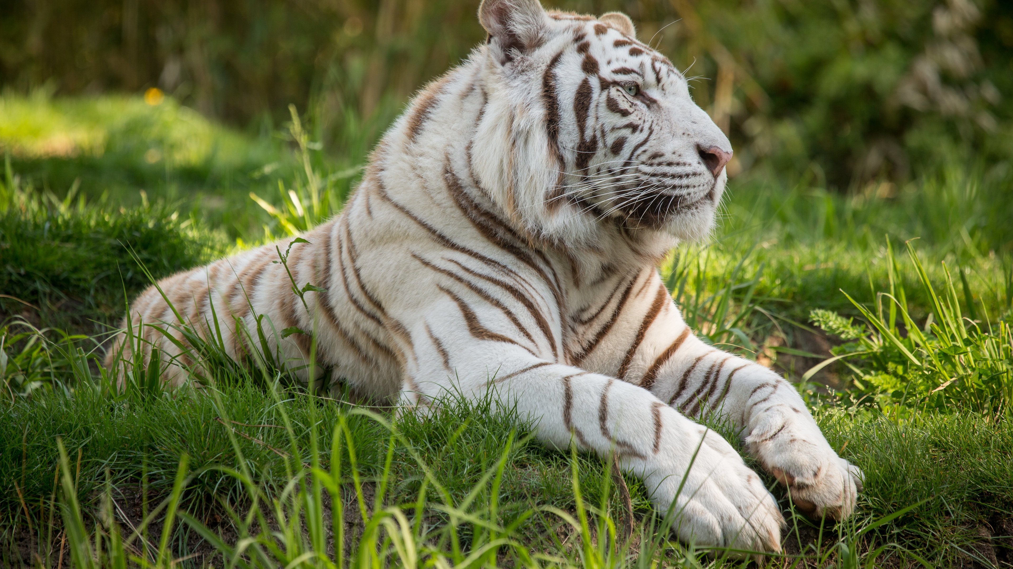 Wallpaper 4k White Tiger 4k Wallpaper