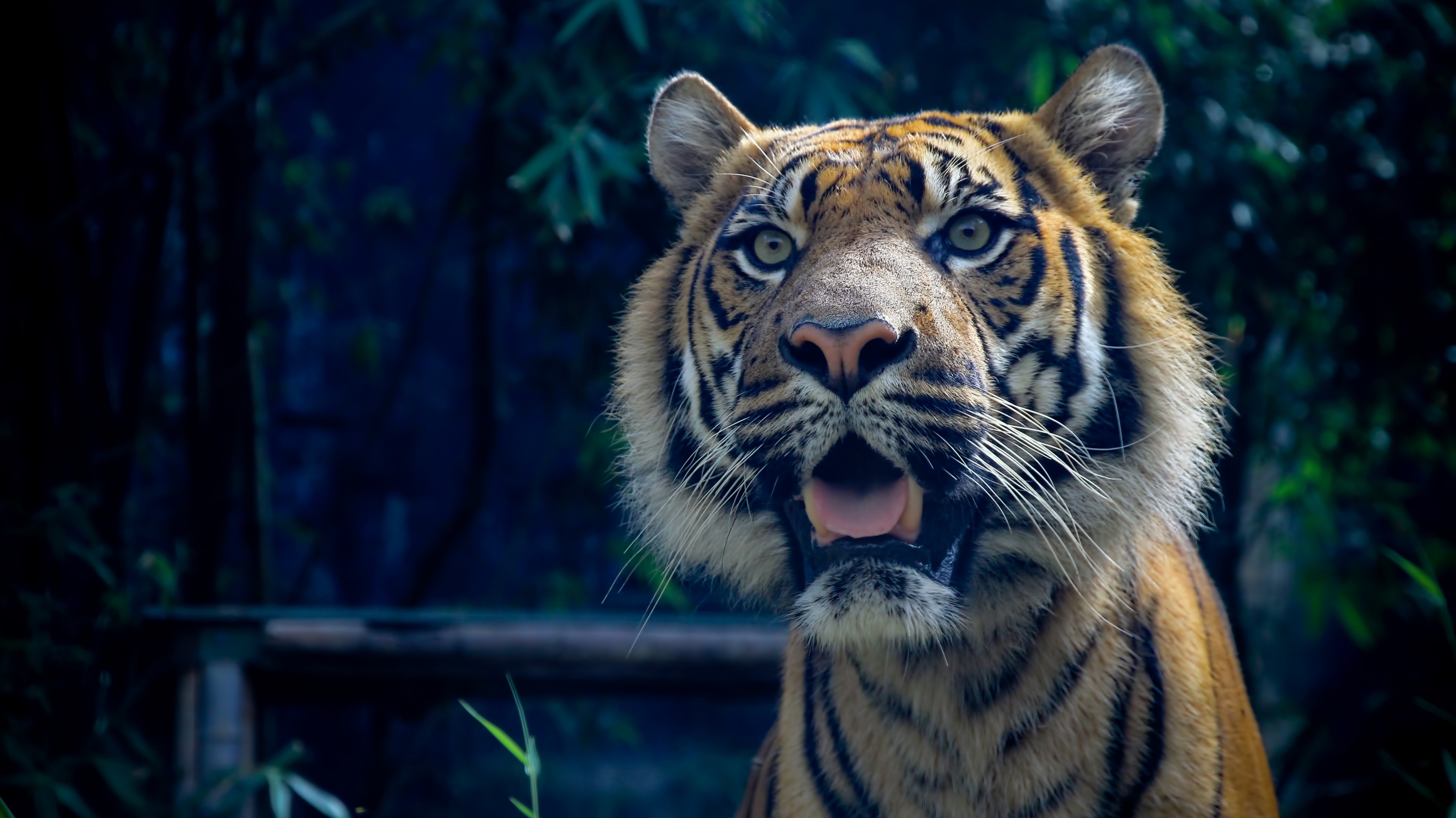 Wallpaper Tiger, 4k, HD wallpaper, Sumatran, amazing eyes, fur, look, OS