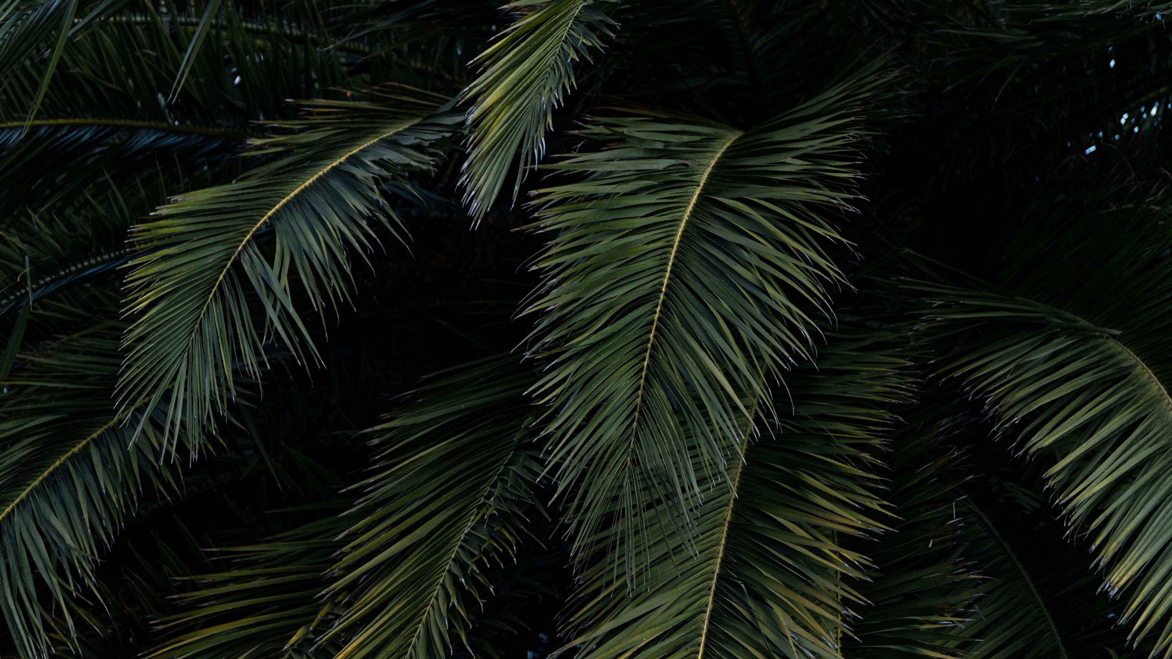 Download wallpaper 3840x2160 palm, leaves, branches, green, bushes 4k uhd 16:9 HD background