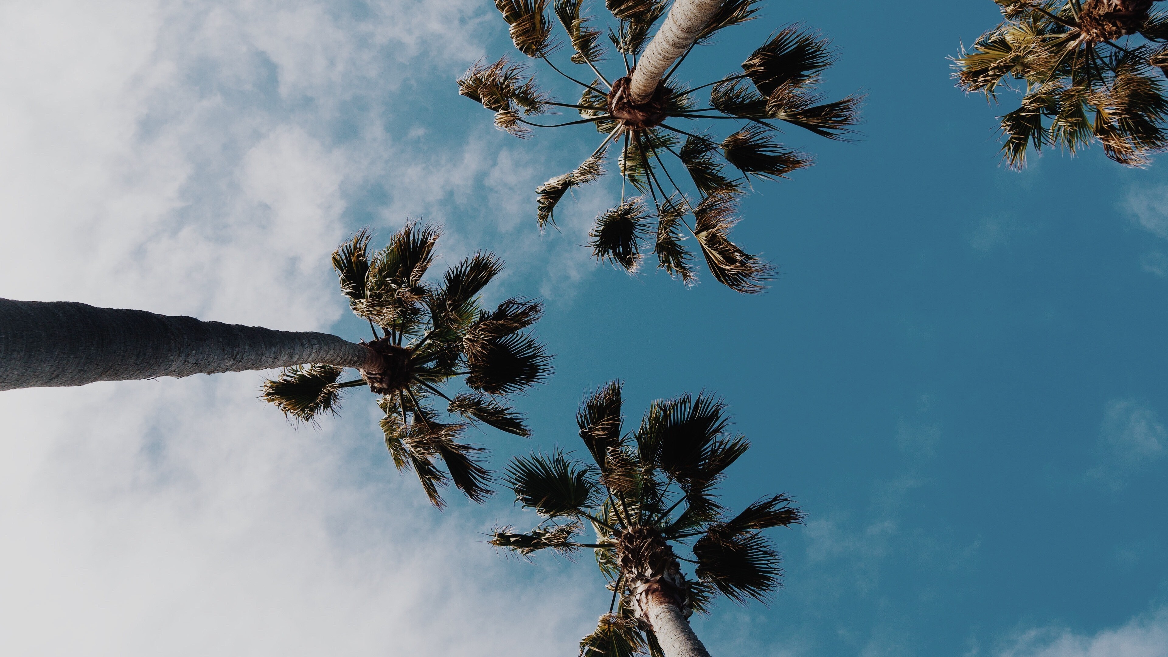 Palm Trees in Summer Season 4K Image