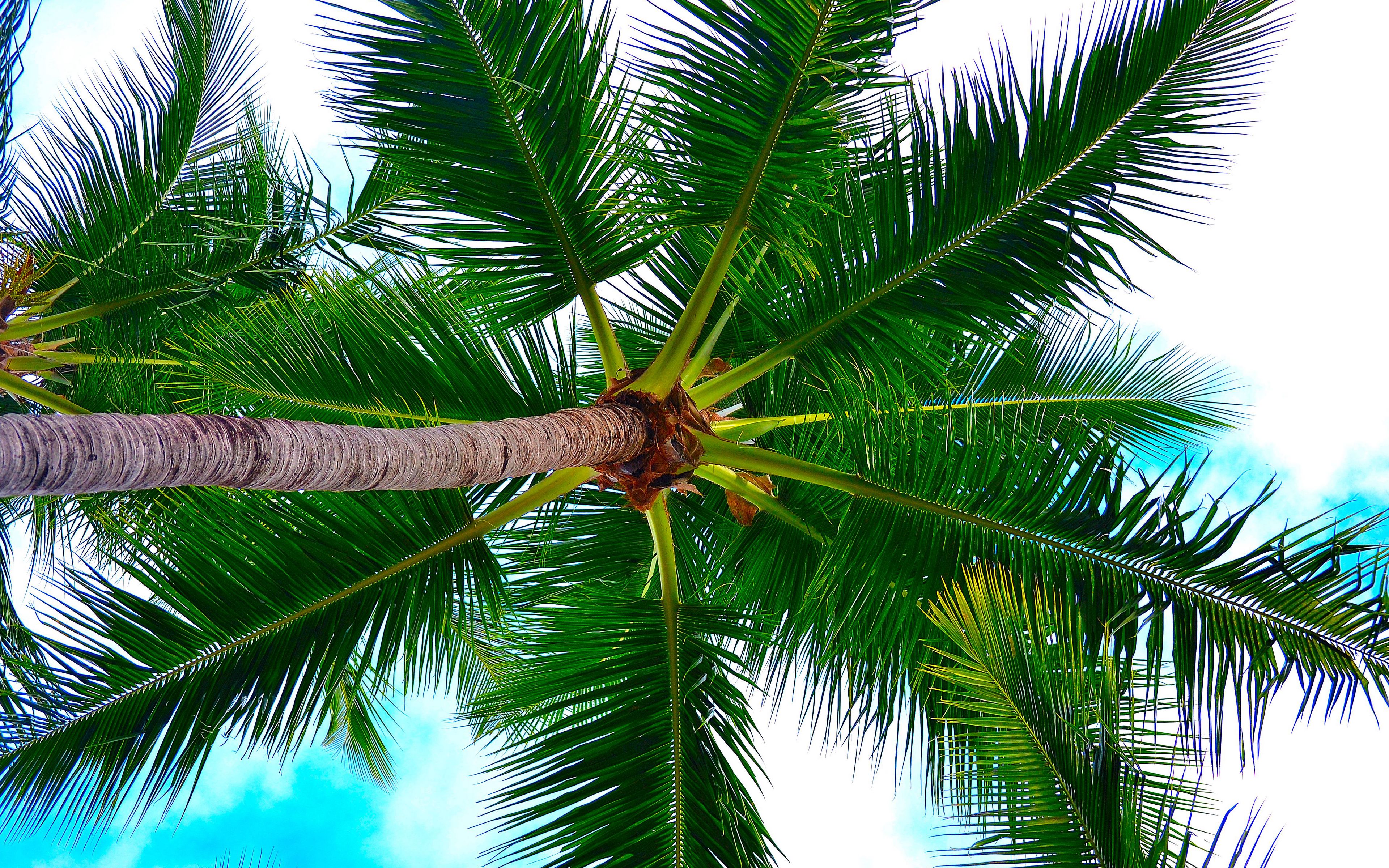 Palm Tree Wallpaper 4k Ultra HD