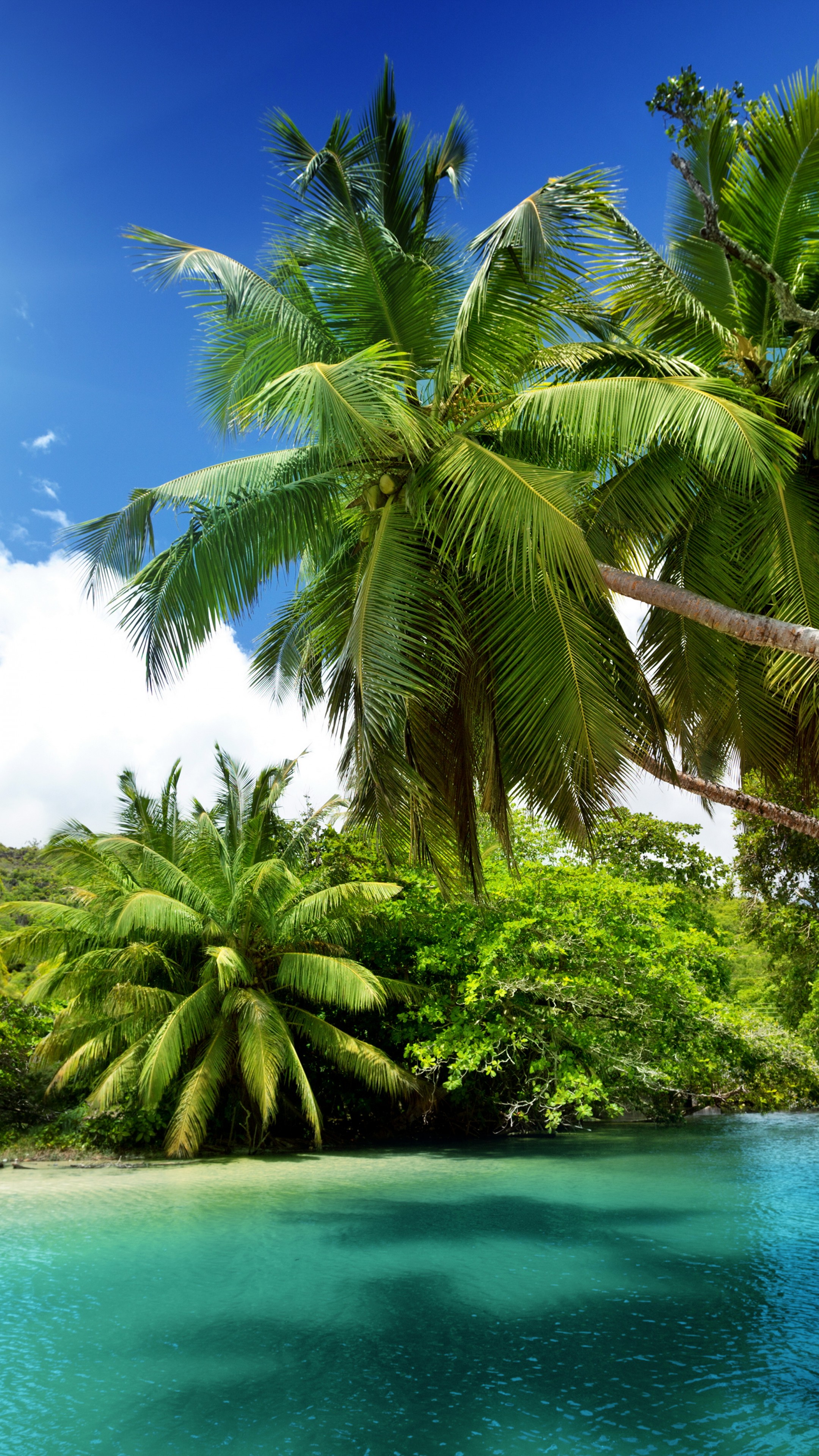 Wallpaper Ocean, 5k, 4k wallpaper, palms, clouds, sun, Nature