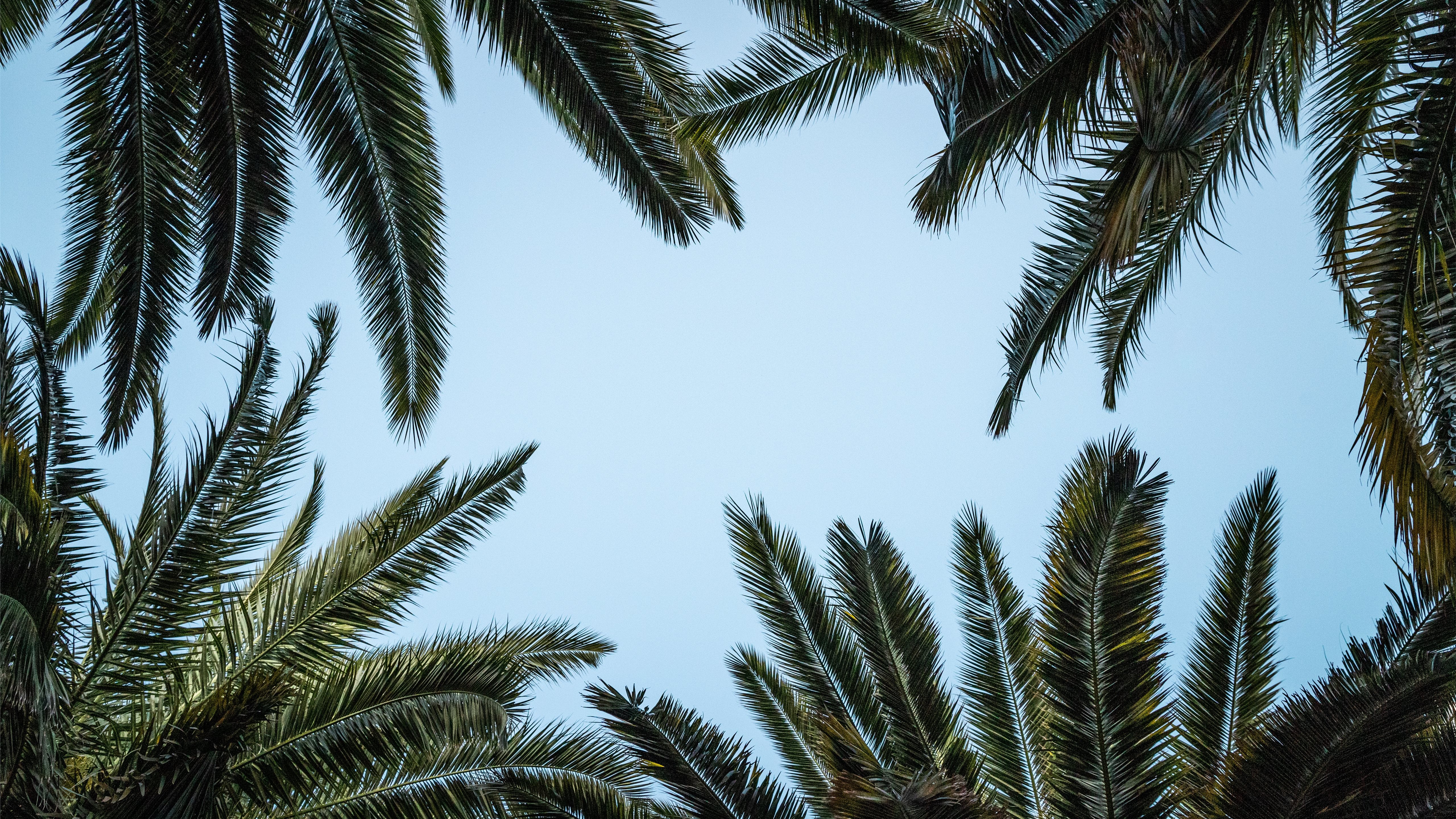 green palm tree under white sky MacBook Air Wallpaper Download