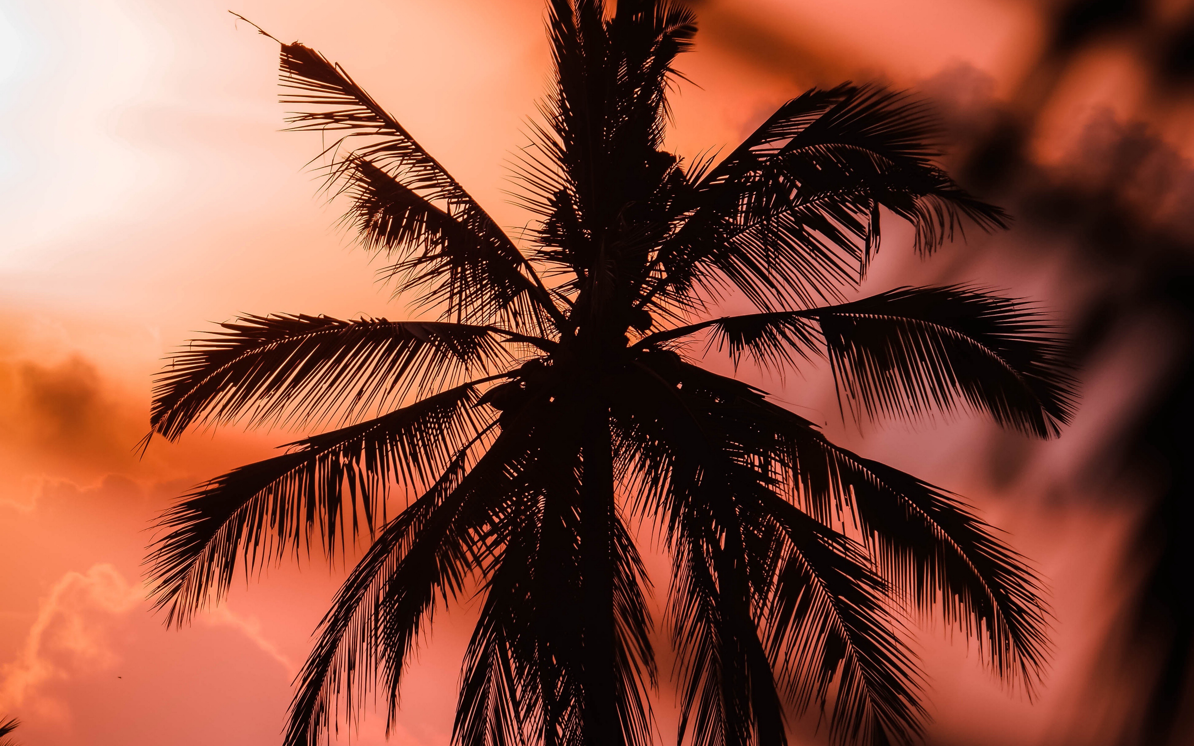 Download wallpaper 4k, silhouette of a palm tree, evening, sunset, tropical island, crimson sunset, palm leaves, palm tree against the sky, summer travel for desktop with resolution 3840x2400. High Quality HD picture