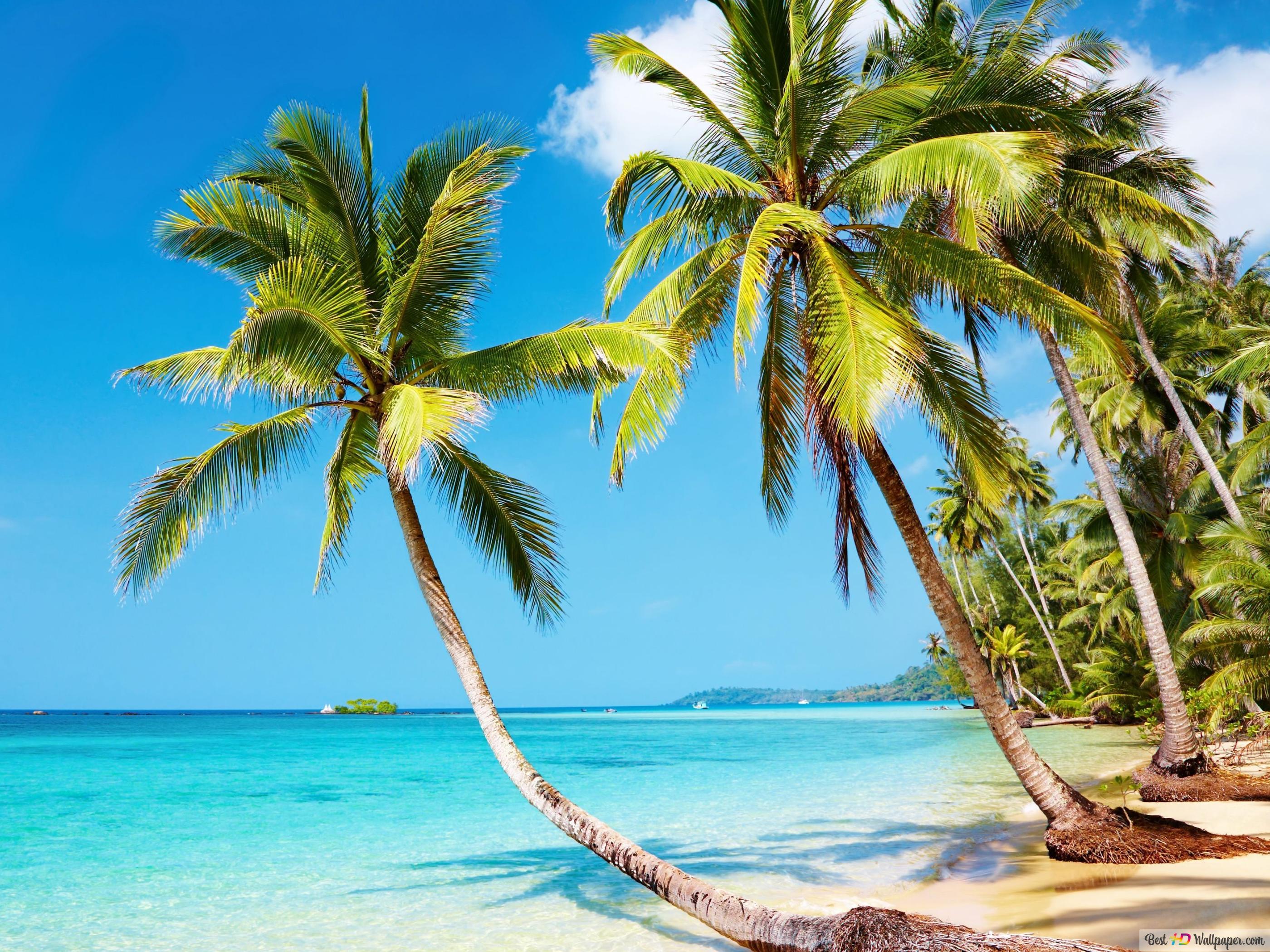 Palms and trees on a cloudy and sunny beach 4K wallpaper download