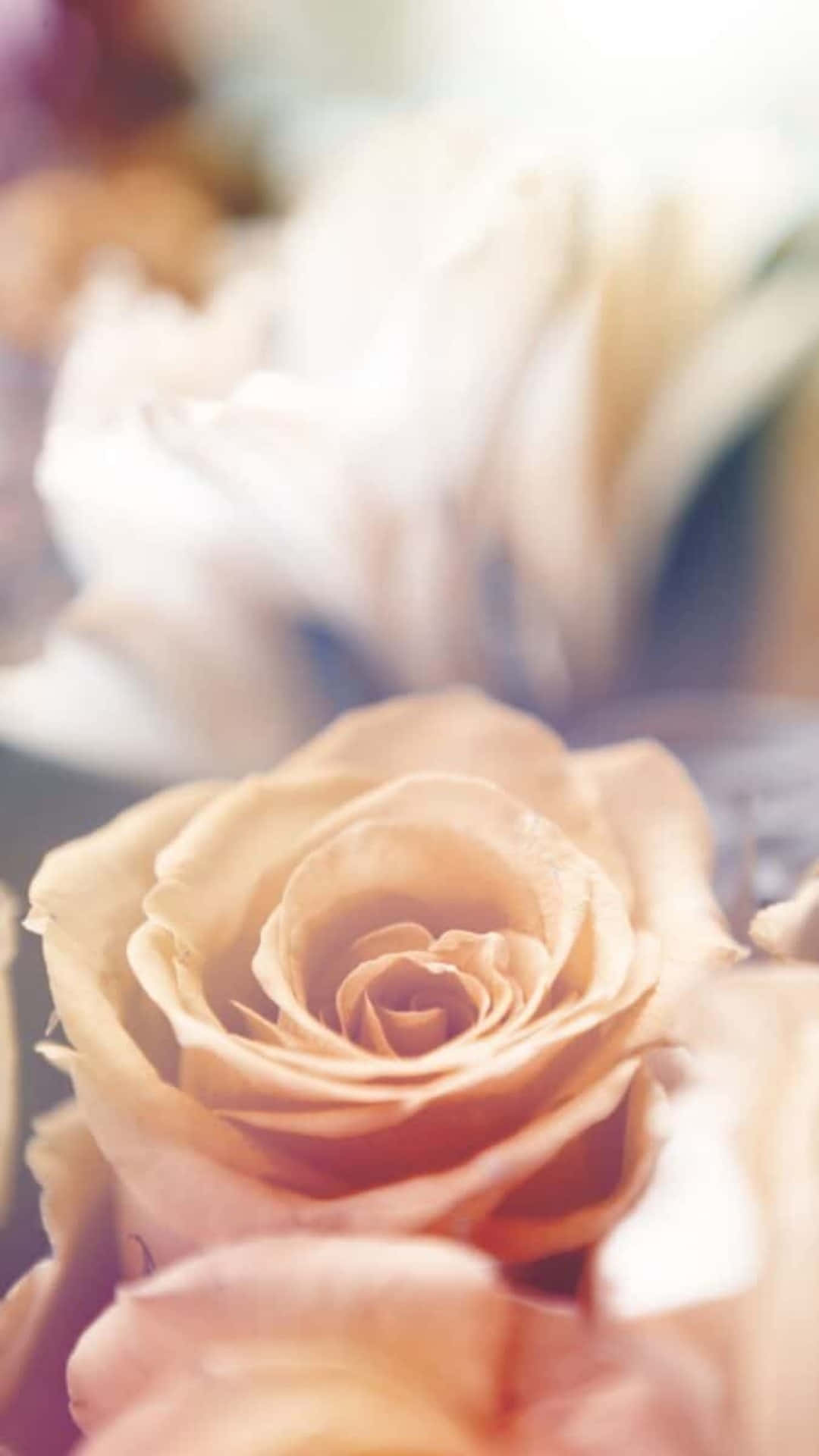 Download Flower iPhone Beige Wedding Rose Picture