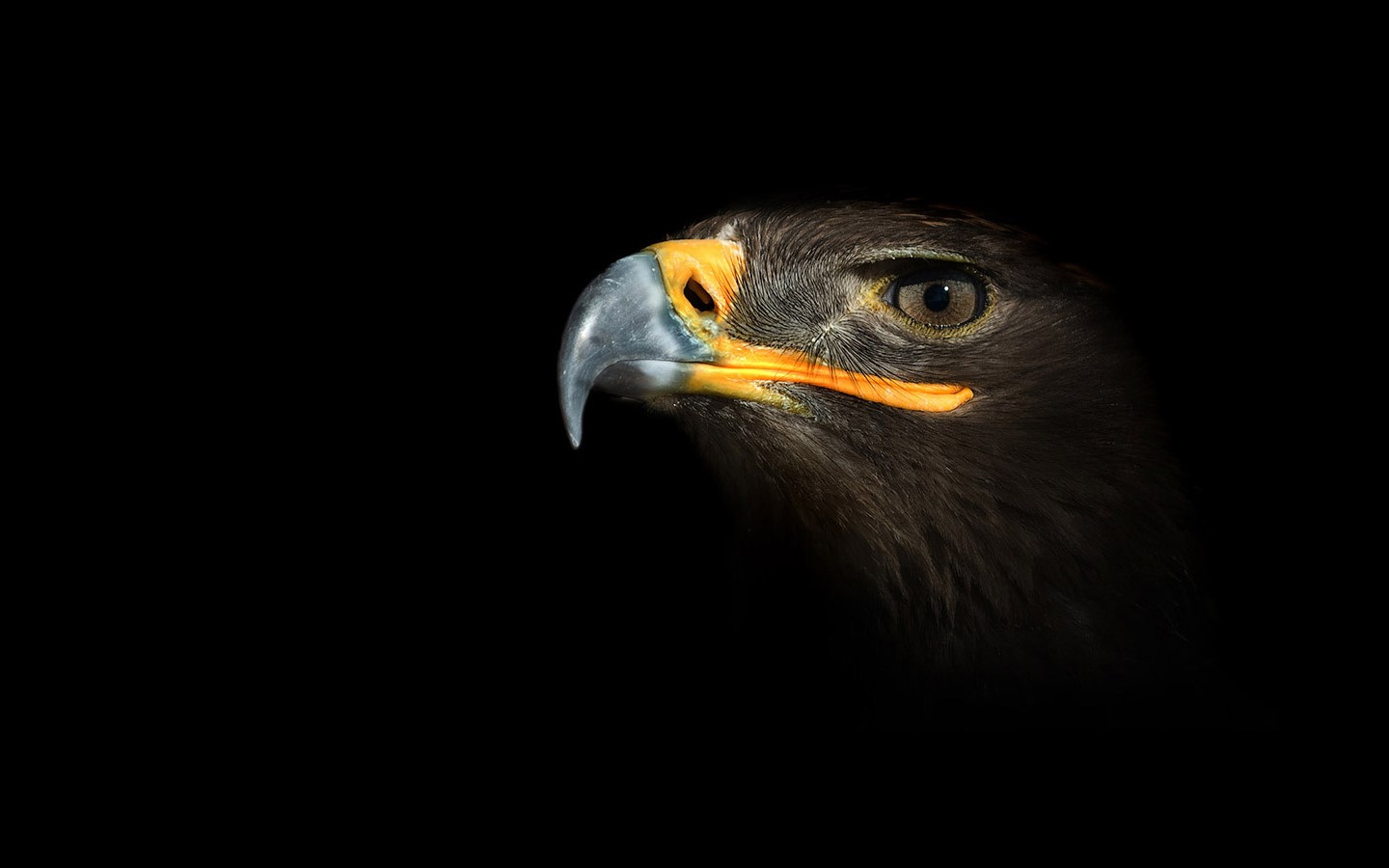 black background, animals, eagle, birds Gallery HD Wallpaper