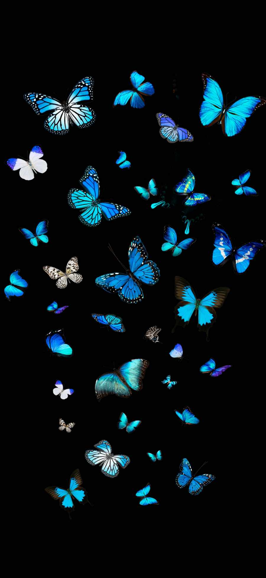 Blue Butterflies IPhone Wallpaper IPhone Wallpaper Wallpaper Download