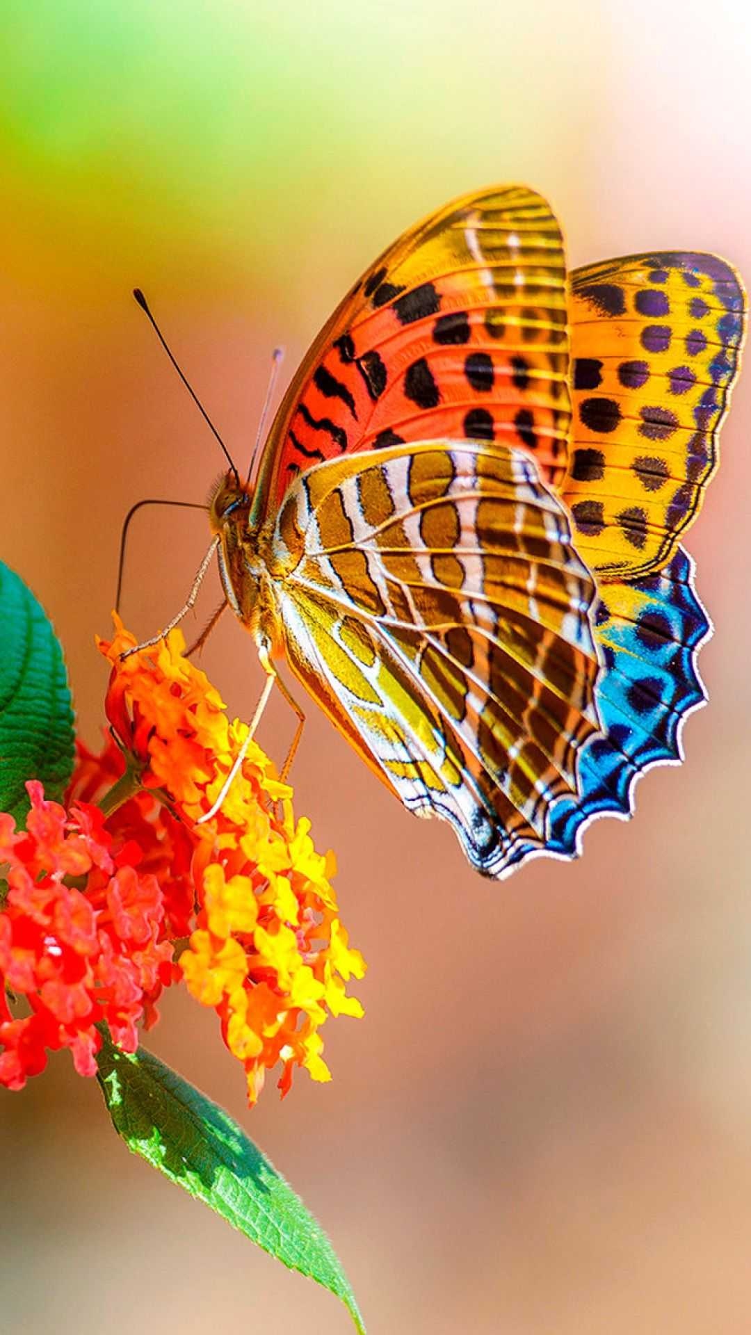 Colorful butterfly Wallpaper Download