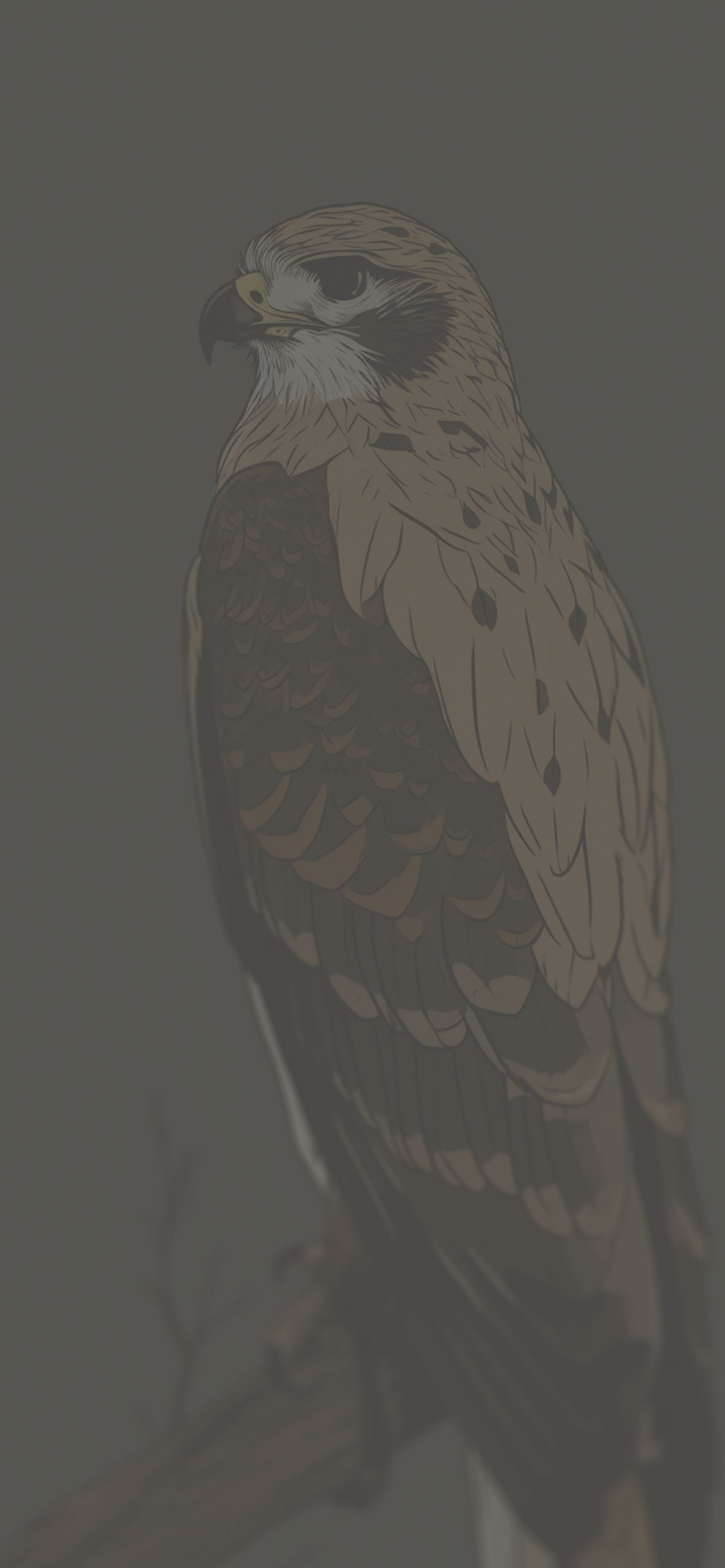Aesthetic Hawk Grey Wallpaper Hawk Wallpaper iPhone