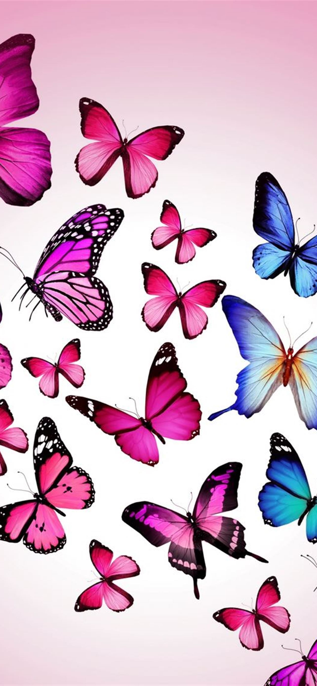 Butterfly Drawing Flying Colorful Background Pink iPhone Wallpaper Free Download