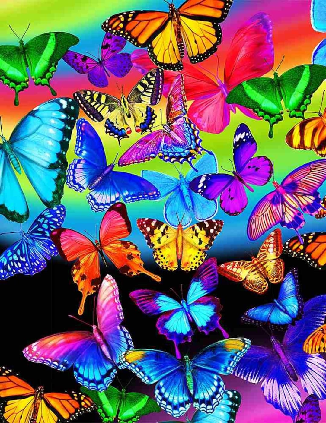 Rainbow Butterfly Flight Colorful Butterfly's Pink