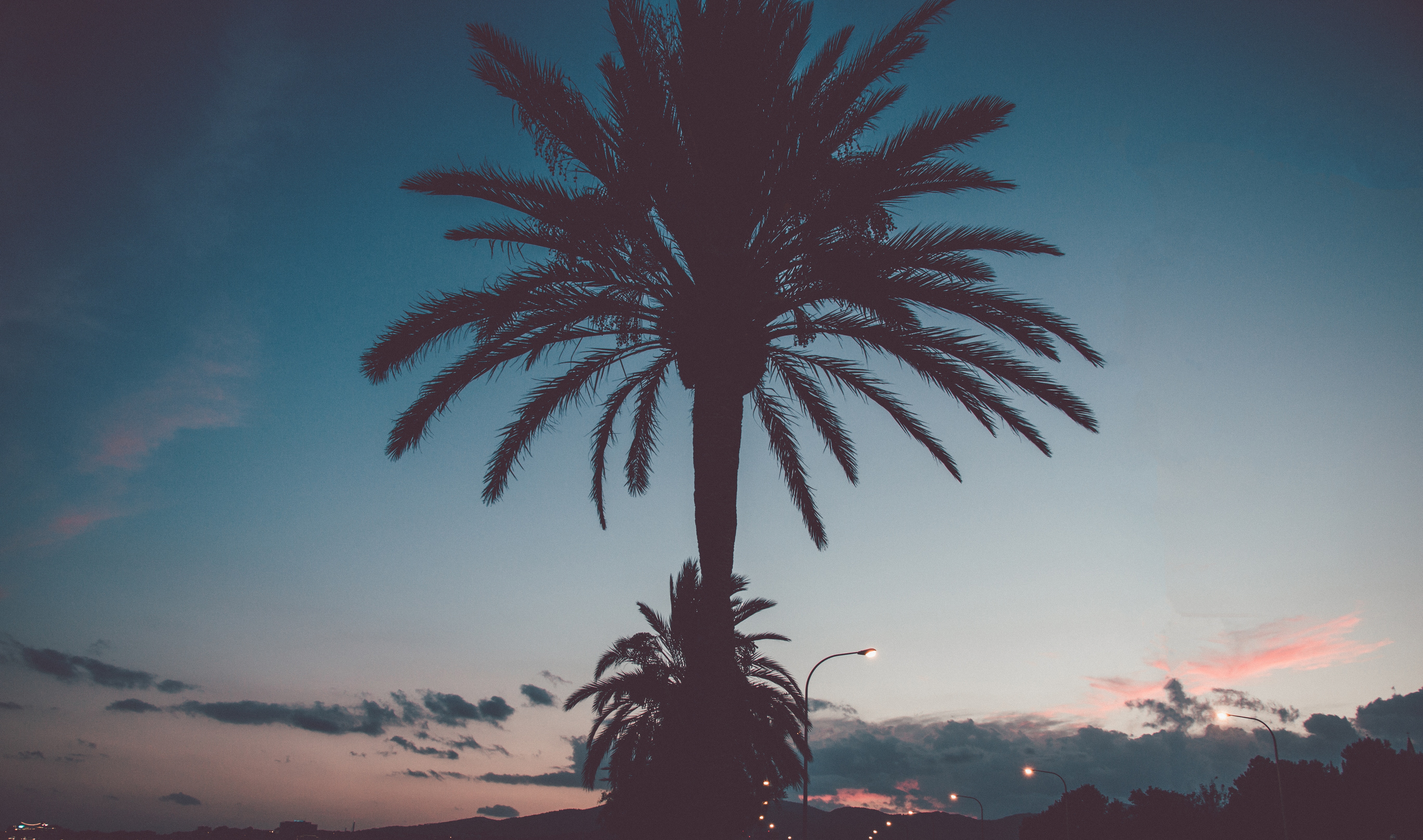 palmtree HD wallpaper, background