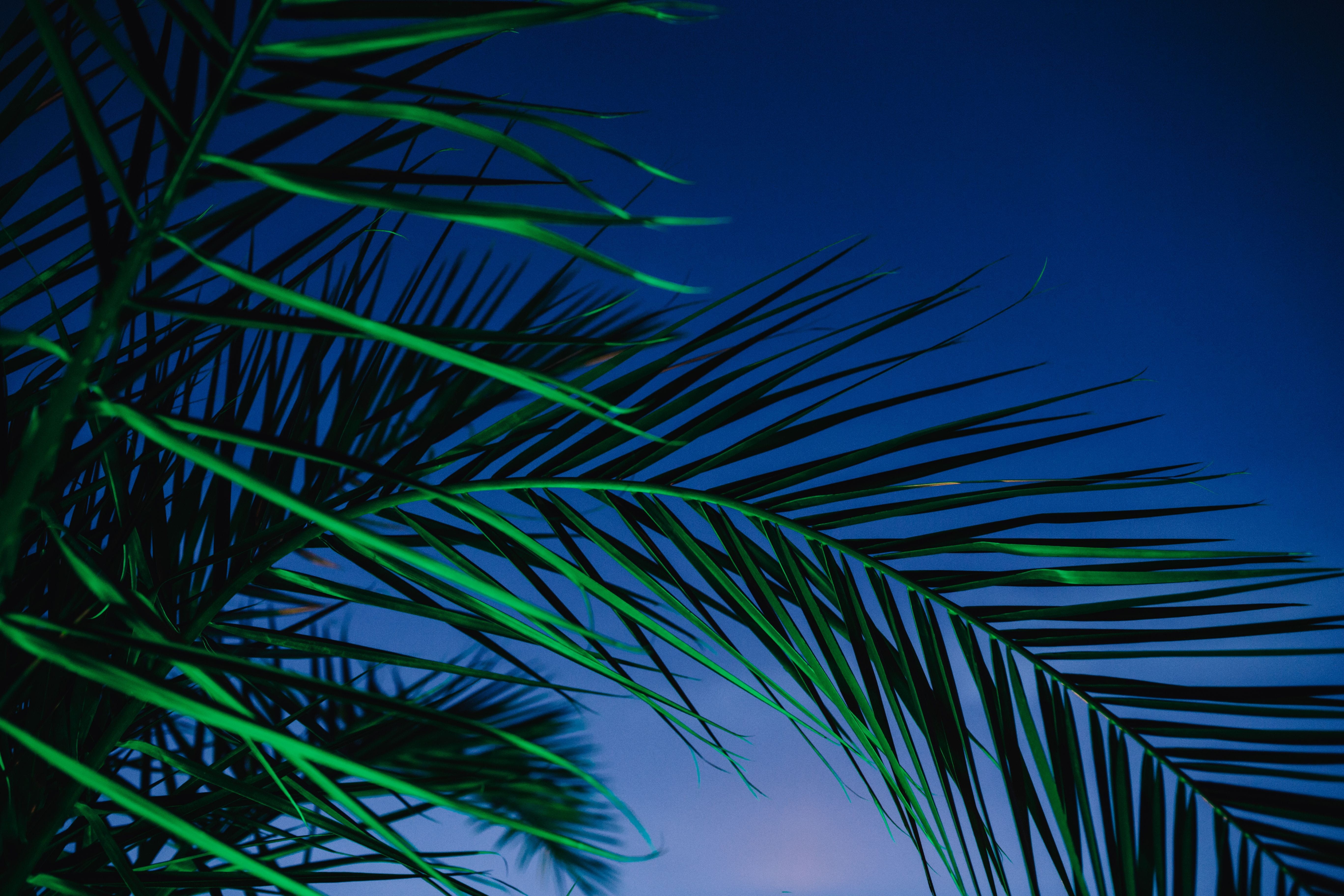 Wallpaper / Palm Trees, Palm, Palm Leaf, Tropical, Trees, Growth, Green, Coconut Palm Tree, Night, Color, Summer, Leaf, Clear Sky, Close Up, Illumination, Tree, Nature Free Download