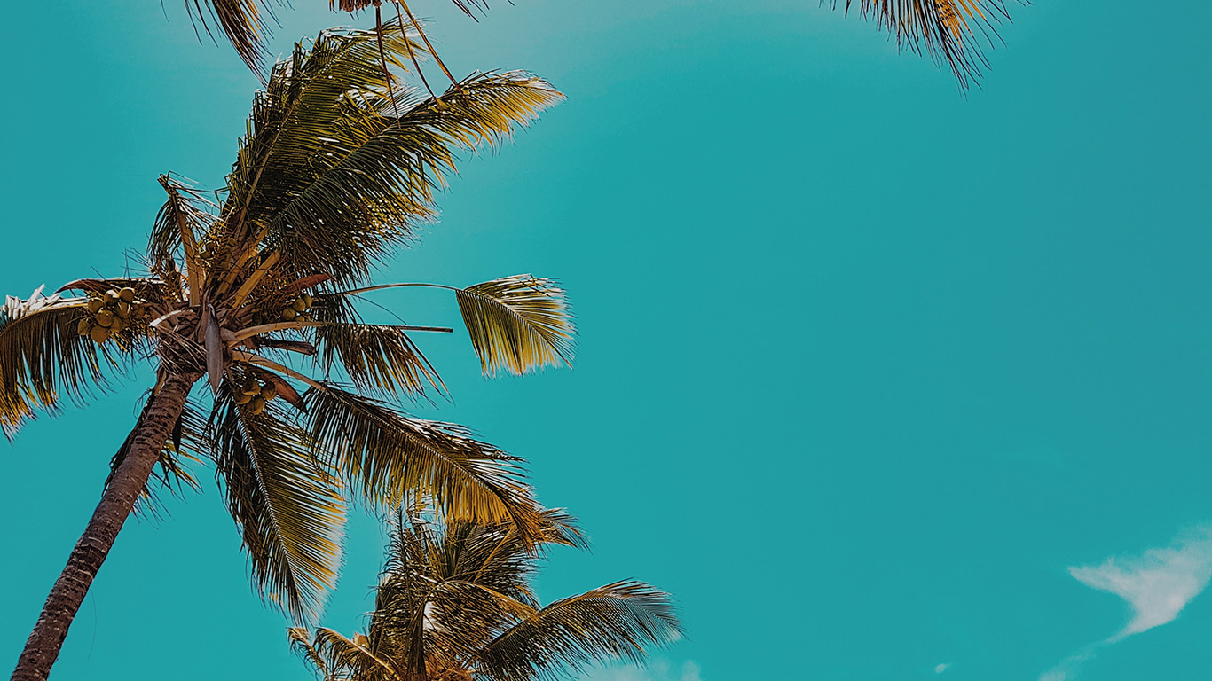 wallpaper for desktop, laptop. summer tree palm nature