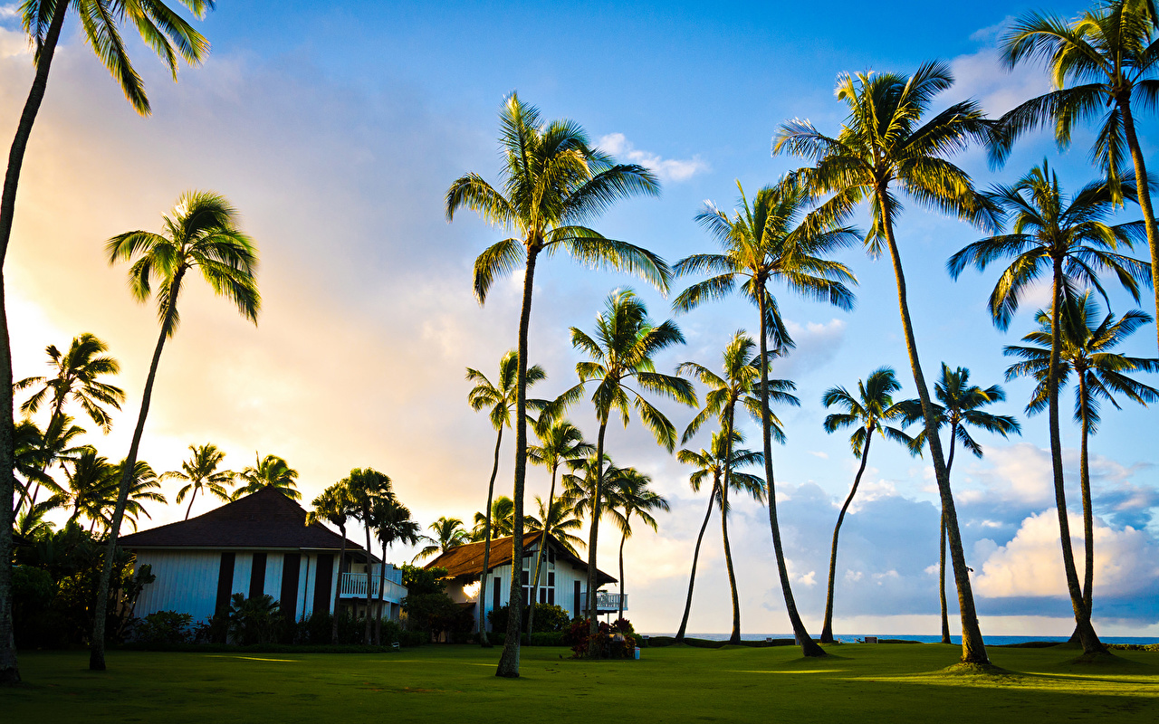 Wallpaper Hawaii kauai pacific ocean Summer Nature palm trees