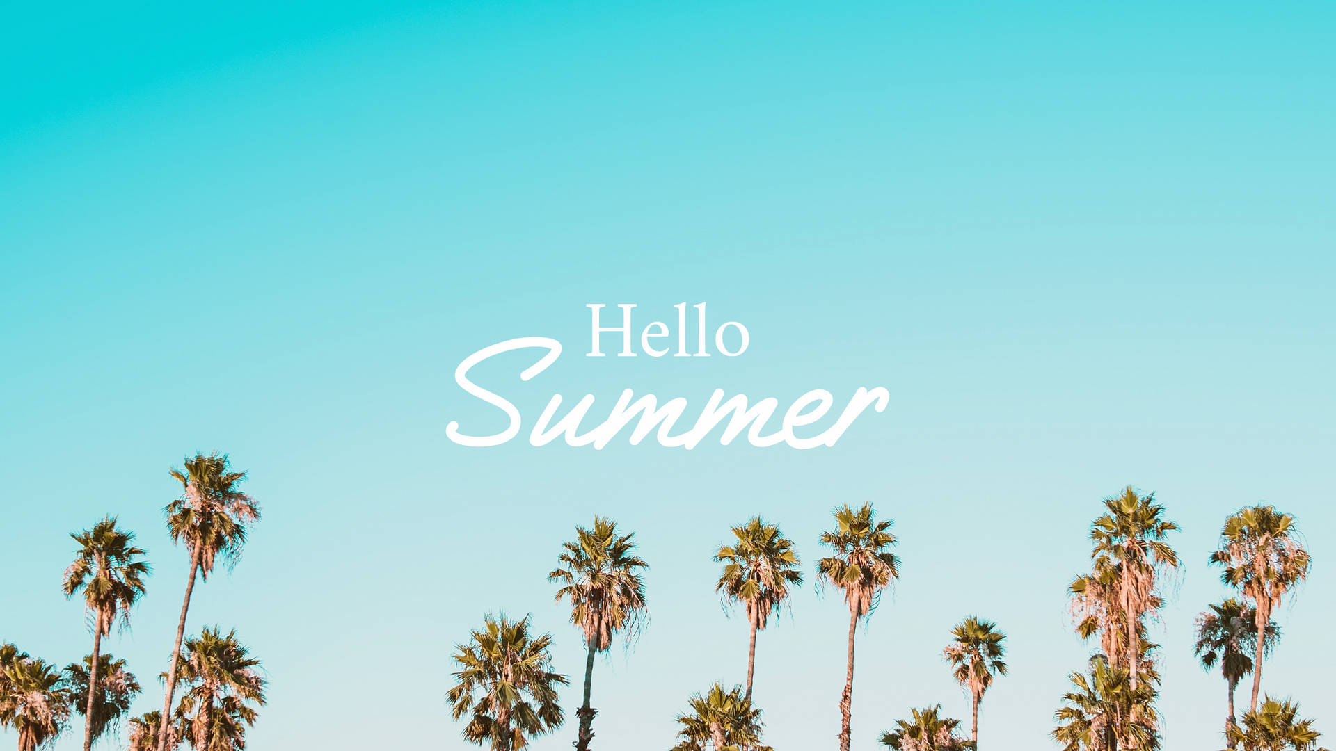 Download 2560x1440 Summer Palm Trees Wallpaper