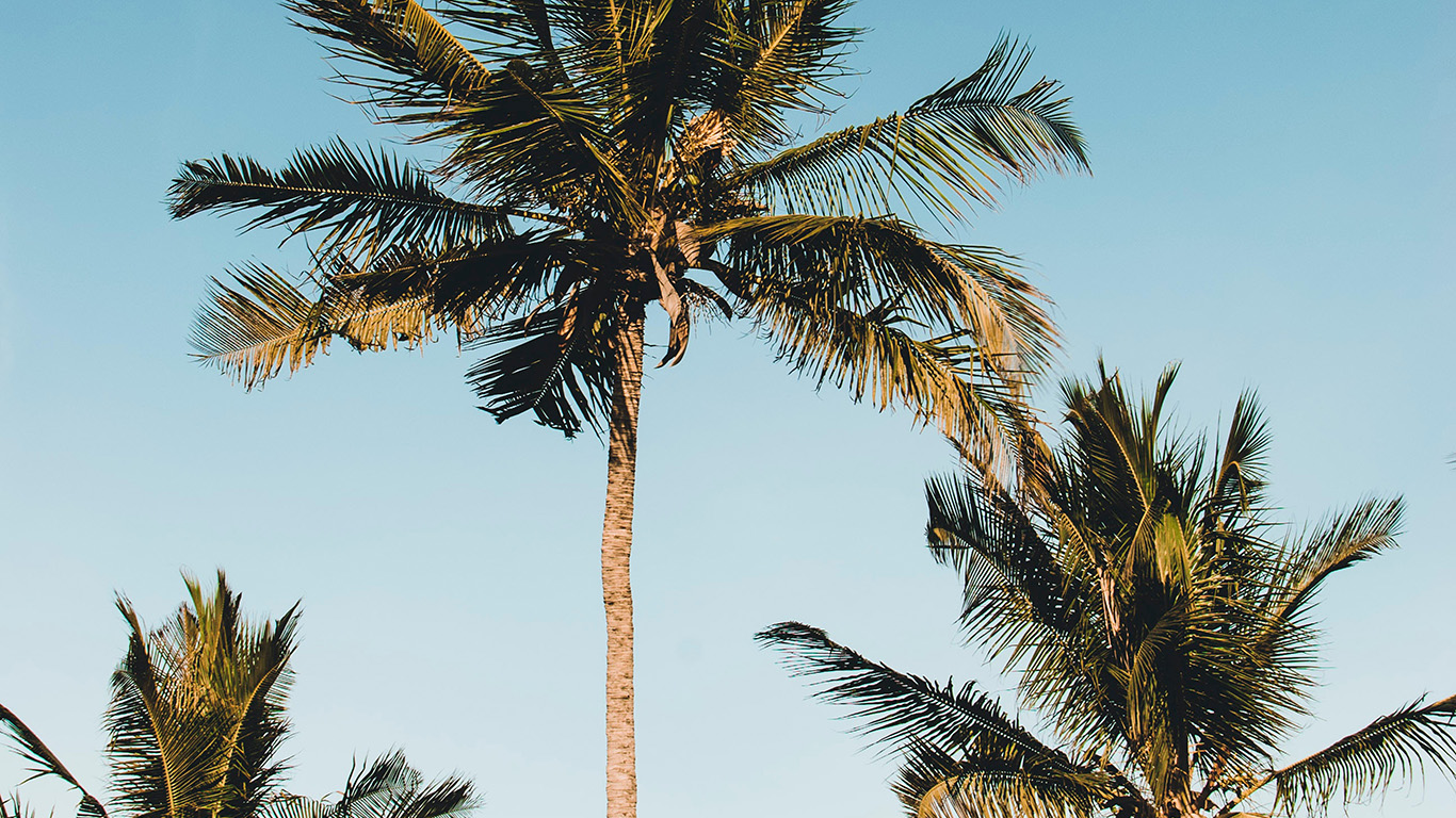 wallpaper for desktop, laptop. nature coconut tree summer