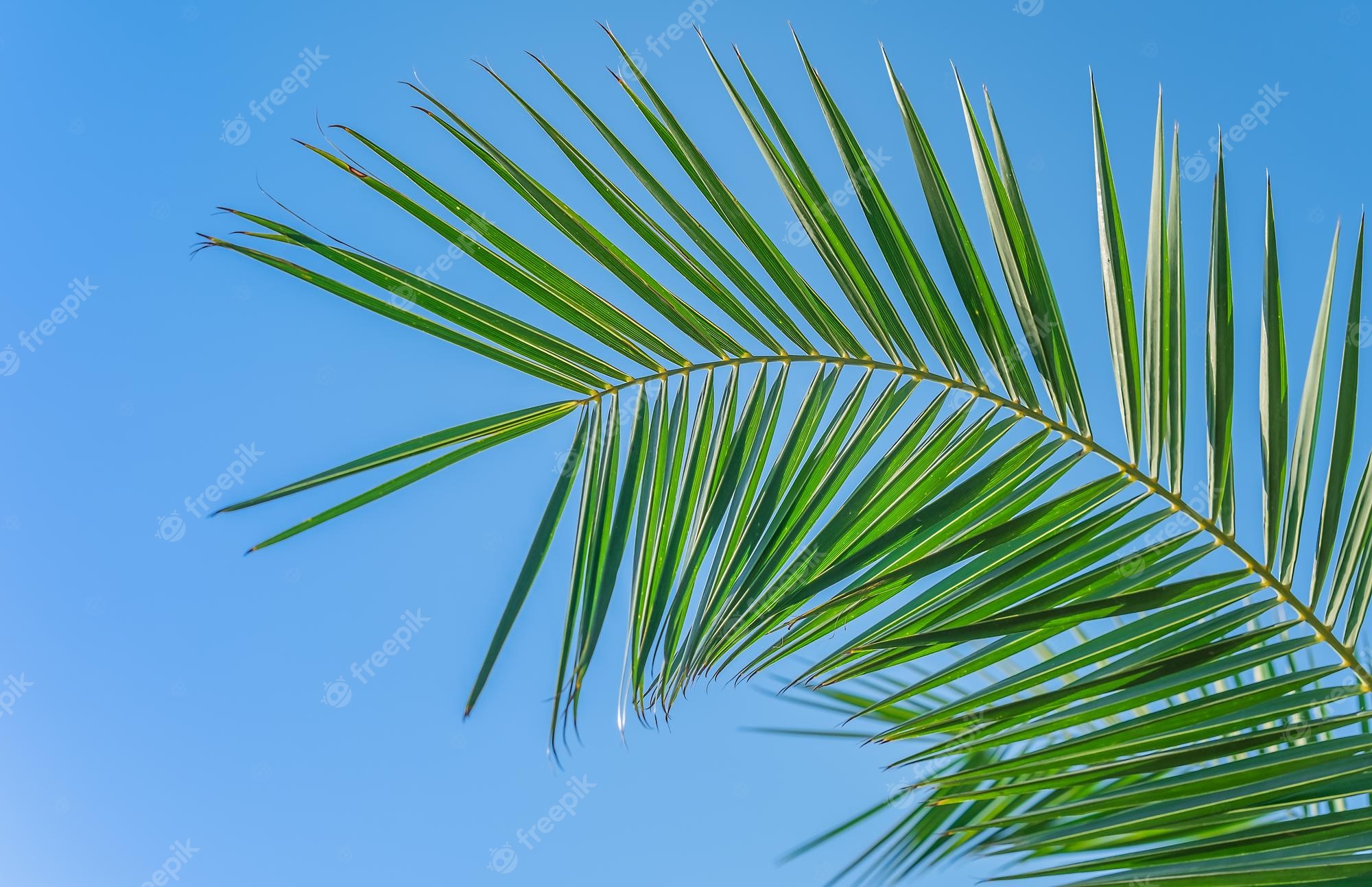 Free Photo. Palm tree branch on blue sky background free space for text screensaver idea or background for advertising natural cosmetics products and desktop wallpaper summer holidays on the mediterranean