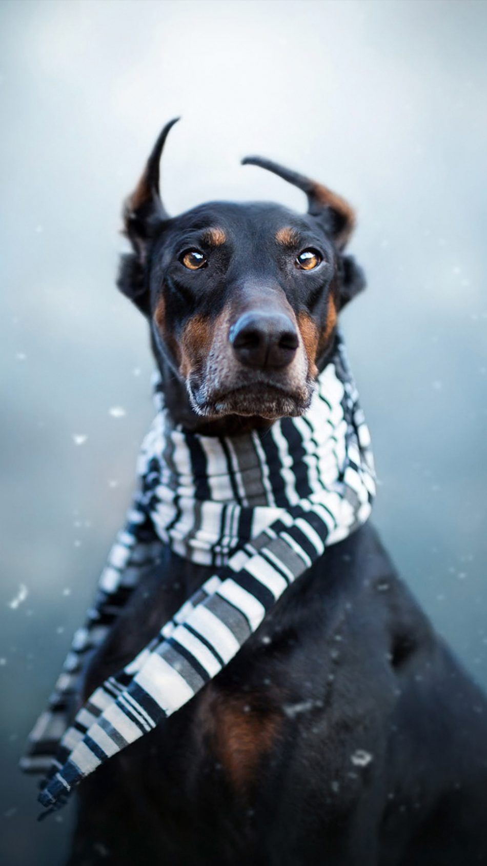 Doberman Pet Dog Winter Scarf 4K Ultra HD Mobile Wallpaper for iPhone & Android