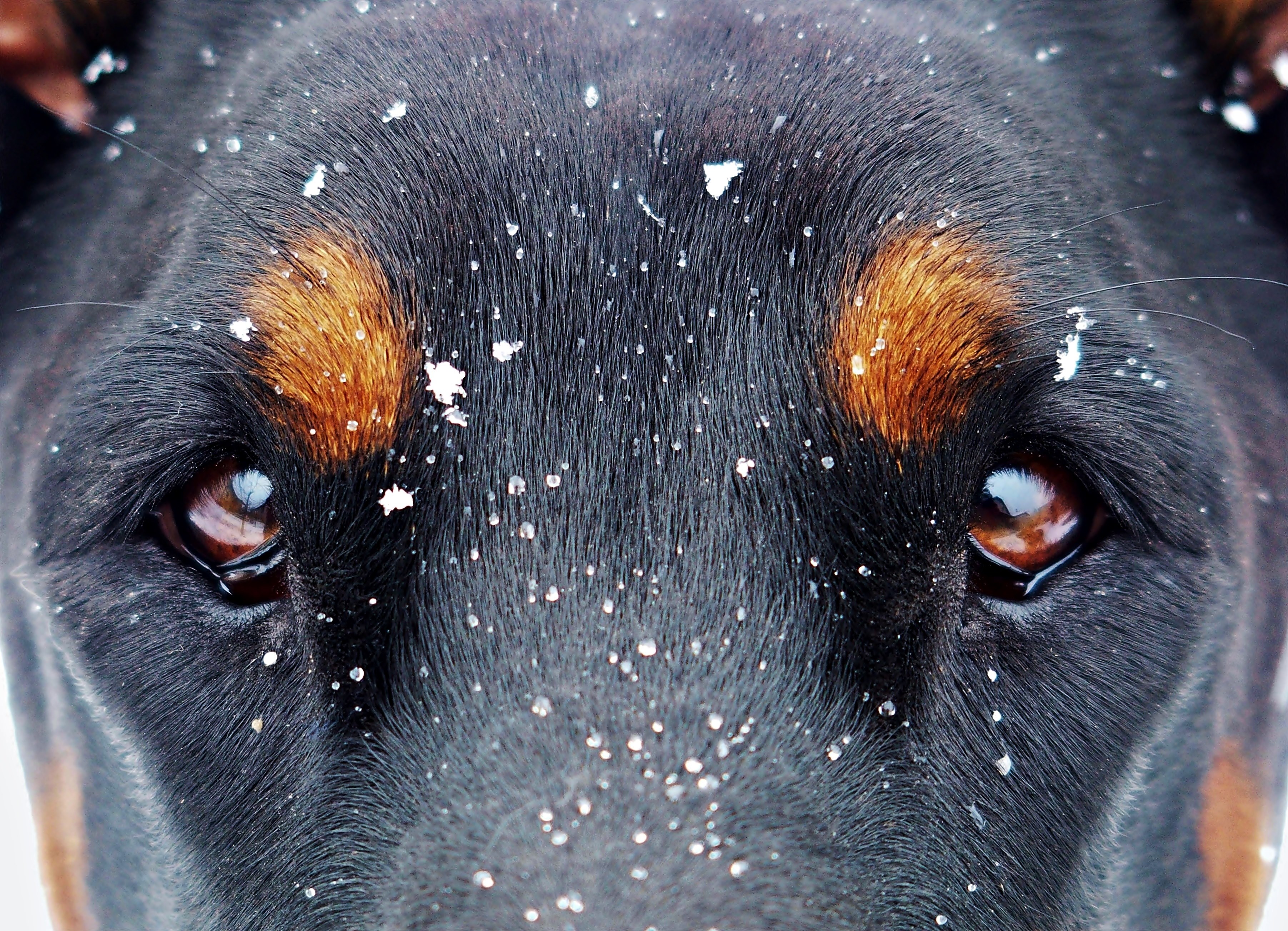 Wallpaper / eyes and the snow flakes doberman snow dog eyes 4k wallpaper free download