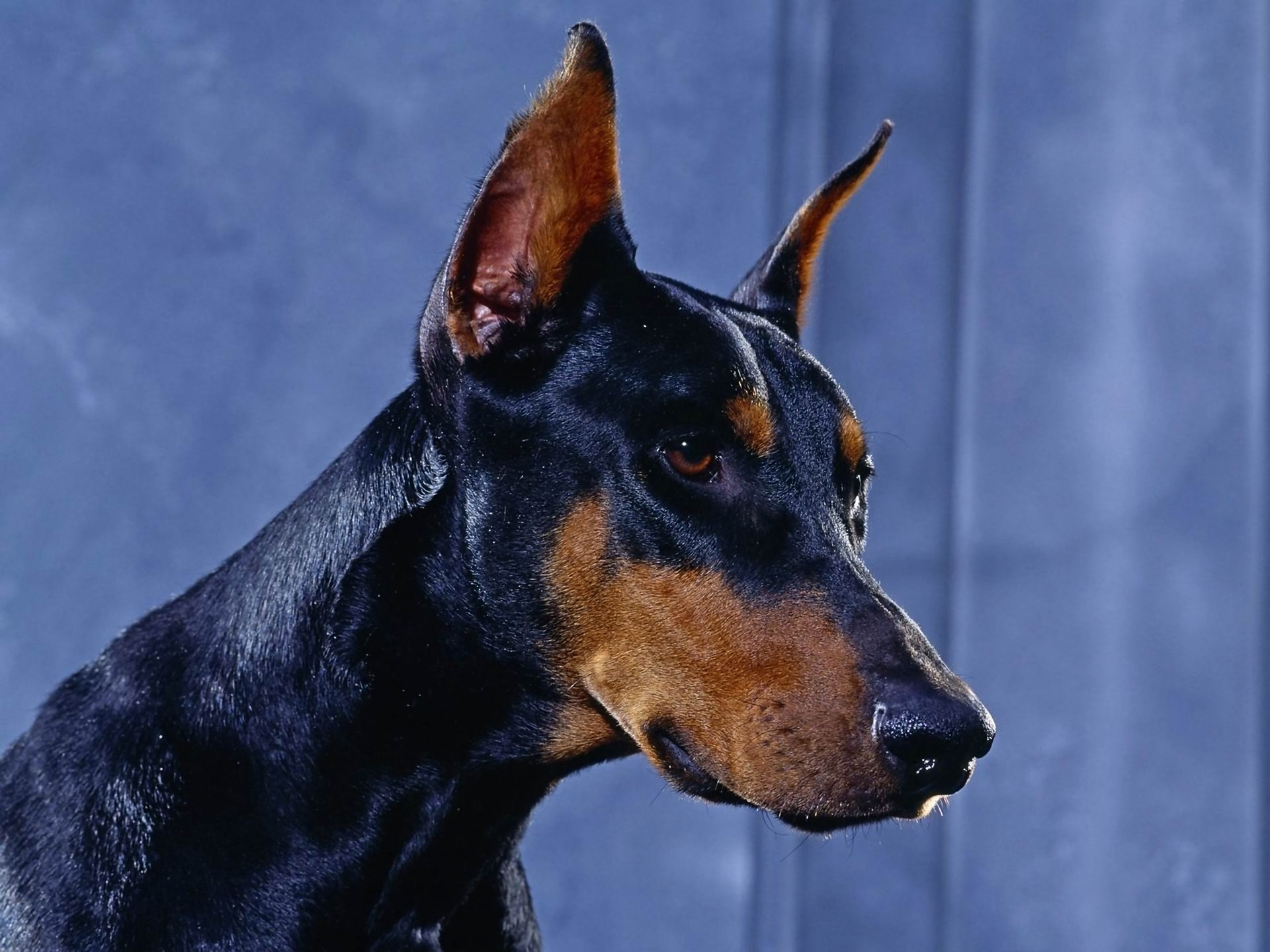 Doberman Wallpaper