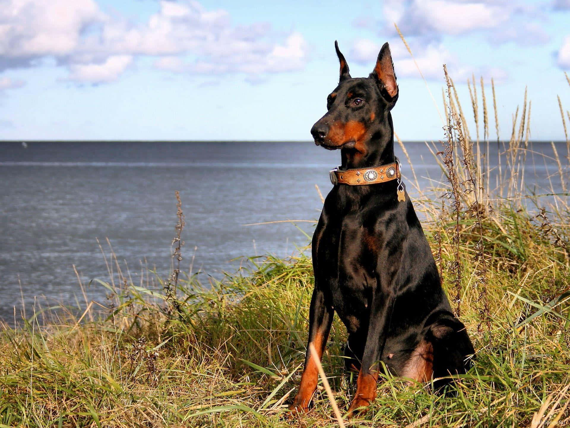 Download A loyal and intelligent Doberman looking out Wallpaper