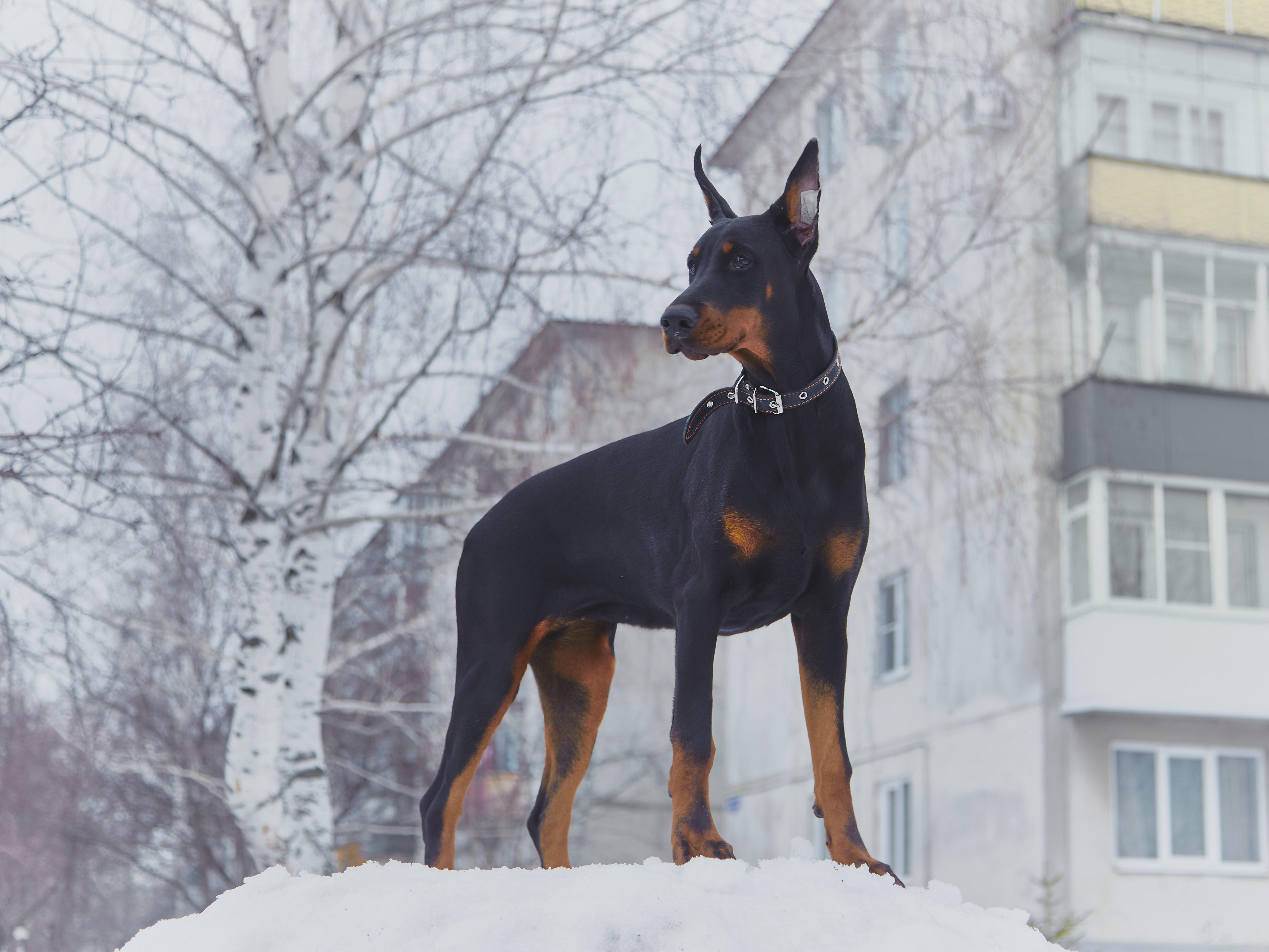 4K, Winter, Dogs, Doberman Pinscher Gallery HD Wallpaper