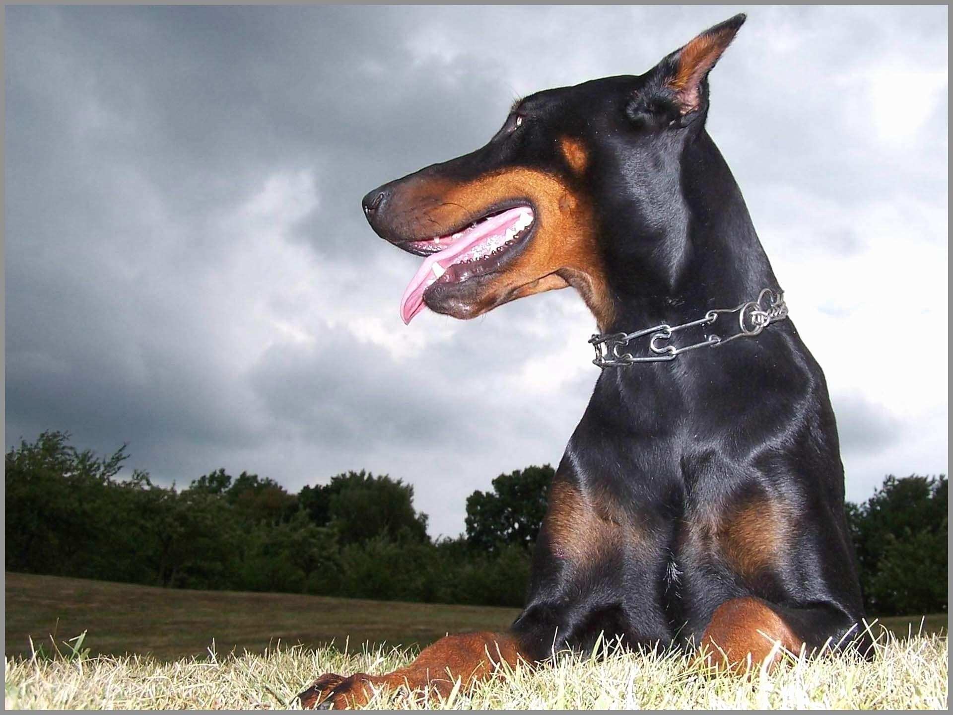 Doberman Wallpaper